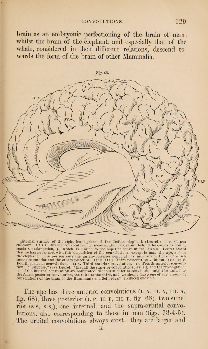brain as an embryonic perfectioning of the brain of man, whilst the brain of the elephant, and especially that of the whale, considered in their different relations, descend to¬ wards the form of the brain of other Mammalia. Fig. 66. Internal surface of the right hemisphere of the Indian elephant. (Leuret.) c c. Corpus callosum, i i i i. Internal convolution. This convolution, above and behind the corpus callosum, sends a prolongation, +, which is united to the superior convolutions, s s s s. Leuret states that he has never met with this disposition of the convolutions, except in man, the ape, and in the elephant. This portion cuts the antero-posterior convolutions into two portions, of which some are anterior and the others posterior iii.p, m.p. Third posterior convolution, iv.p, iv.p. Fourth posterior convolution, hi. a. Third anterior convolution, iv. Fourth anterior convolu¬ tion. “ Suppose,” says Leuret, “that all the superior convolutions, s s s s, and the prolongation, + , of the internal convolution are obliterated, the fourth anterior convolution might be united to the fourth posterior convolution, the third to the third, and we should have one of the groups of convolutions of the brain of the Ruminants and Solipedes.” Reduced one half. The ape has three anterior convolutions (i. a, ii. a, hi. a, fig. 68), three posterior (i. p, ii. p, hi. p, fig- 68), two supe¬ rior (s s, s s,), one internal, and the supra-orbital convo¬ lutions, also corresponding to those in man (figs. 73-4-5). The orbital convolutions always exist; they are larger and K