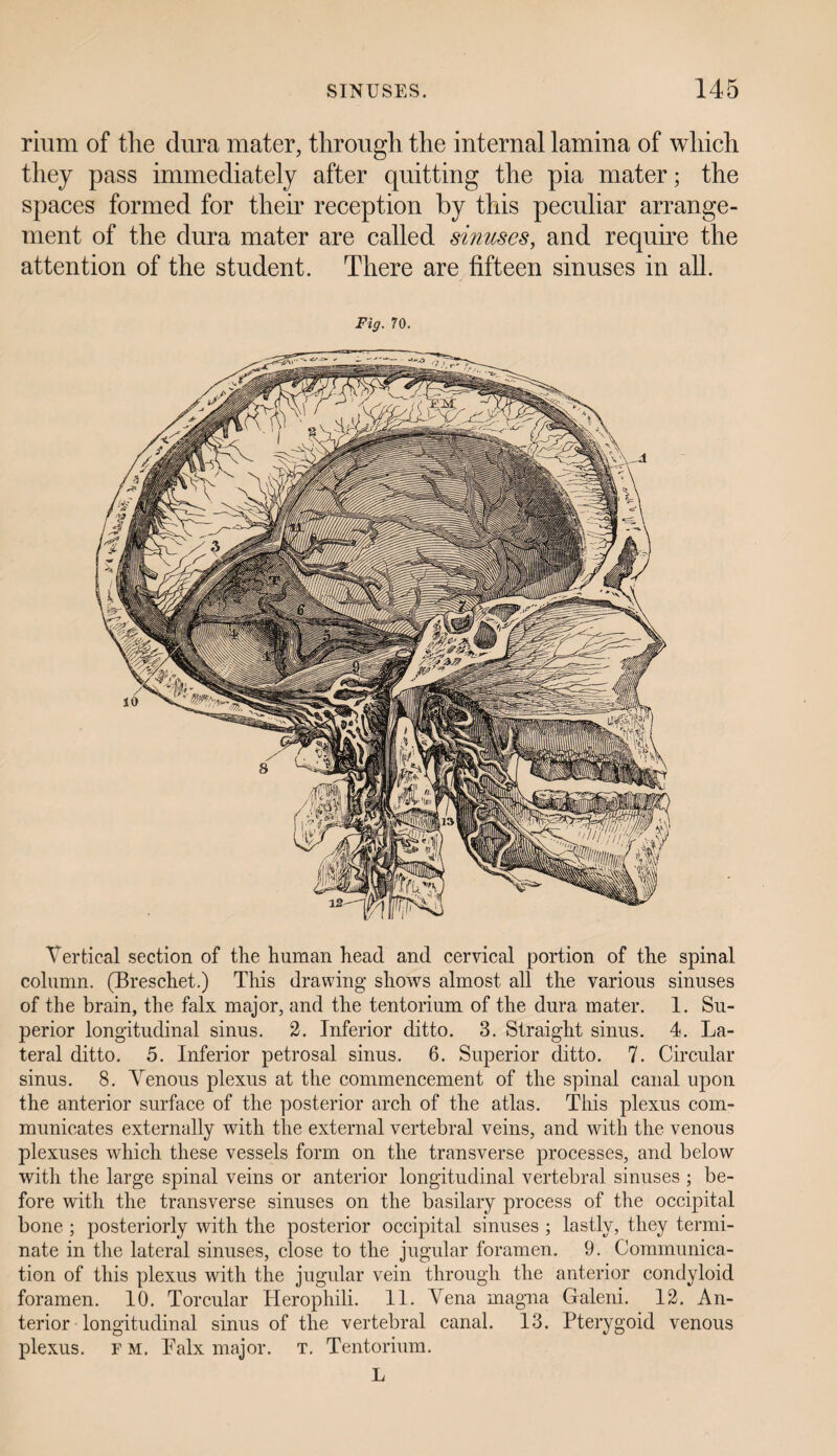 rium of the dura mater, through the internal lamina of which they pass immediately after quitting the pia mater; the spaces formed for their reception by this peculiar arrange¬ ment of the dura mater are called sinuses, and require the attention of the student. There are fifteen sinuses in all. Fig. 70. Vertical section of the human head and cervical portion of the spinal column. (Breschet.) This drawing shows almost all the various sinuses of the brain, the falx major, and the tentorium of the dura mater. 1. Su¬ perior longitudinal sinus. 2. Inferior ditto. 3. Straight sinus. 4. La¬ teral ditto. 5. Inferior petrosal sinus. 6. Superior ditto. 7. Circular sinus. 8. Venous plexus at the commencement of the spinal canal upon the anterior surface of the posterior arch of the atlas. This plexus com¬ municates externally with the external vertebral veins, and with the venous plexuses which these vessels form on the transverse processes, and below with the large spinal veins or anterior longitudinal vertebral sinuses ; be¬ fore with the transverse sinuses on the basilary process of the occipital bone ; posteriorly with the posterior occipital sinuses ; lastly, they termi¬ nate in the lateral sinuses, close to the jugular foramen. 9. Communica¬ tion of this plexus with the jugular vein through the anterior condyloid foramen. 10. Torcular Herophili. 11. Vena magma Galeni. 12. An¬ terior longitudinal sinus of the vertebral canal. 13. Pterygoid venous plexus, f M. Palx major, t. Tentorium. L