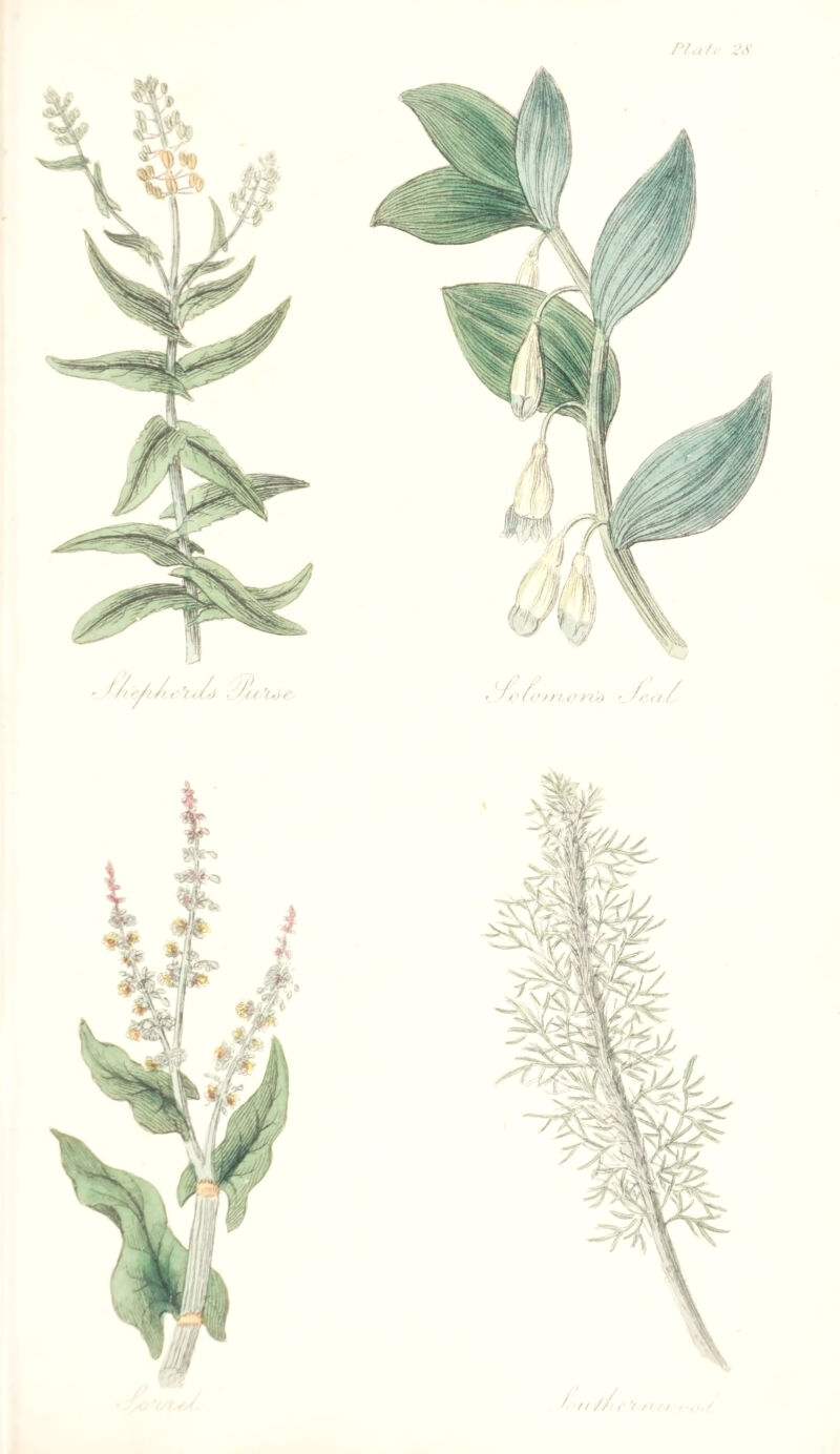 ({i-’jr ' /H O f /') //’(( / ^ rt/l,