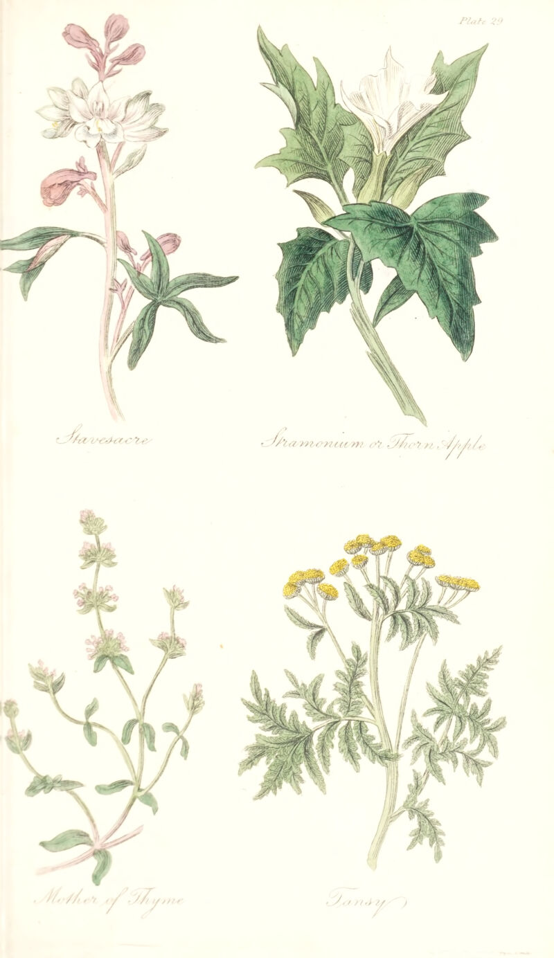 y e- f.a m o >'7{ t t m > y, / / /.^ //