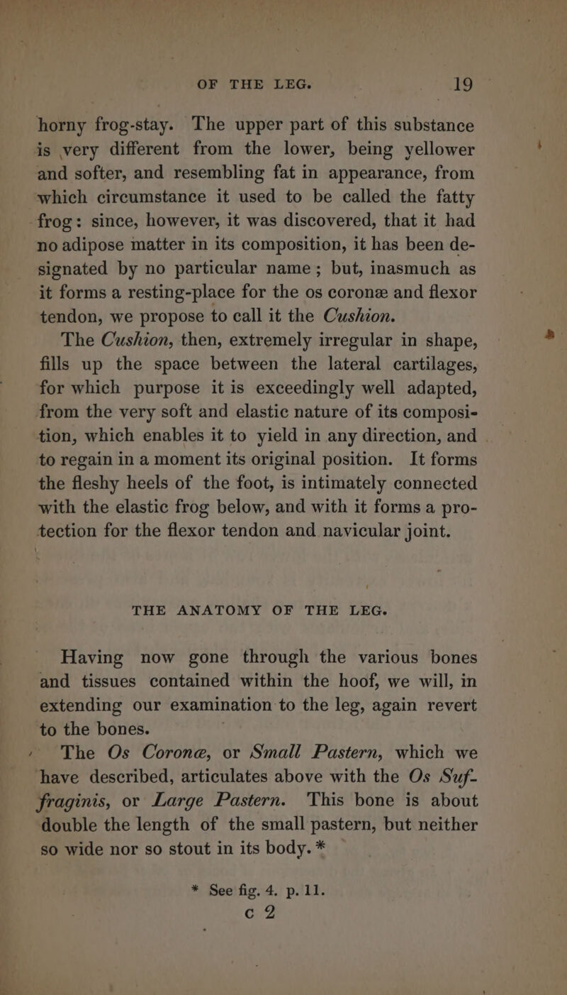 Wie pee = OF THE LEG. 19 horny frog-stay. The upper part of this substance is very different from the lower, being yellower and softer, and resembling fat in appearance, from which circumstance it used to be called the fatty frog: since, however, it was discovered, that it had no adipose matter in its composition, it has been de- signated by no particular name; but, inasmuch as it forms a resting-place for the os corone and flexor tendon, we propose to call it the Cushion. The Cushion, then, extremely irregular in shape, fills up the space between the lateral cartilages, for which purpose it is exceedingly well adapted, from the very soft and elastic nature of its composi- tion, which enables it to yield in any direction, and | to regain in a moment its original position. It forms the fleshy heels of the foot, is intimately connected with the elastic frog below, and with it forms a pro- tection for the flexor tendon and navicular joint. THE ANATOMY OF THE LEG. Having now gone through the various bones and tissues contained within the hoof, we will, in extending our examination to the leg, again revert to the bones. + The Os Corone, or Small Pastern, which we have described, articulates above with the Os Suf- fraginis, or Large Pastern. This bone is about double the length of the small pastern, but neither so wide nor so stout in its body. * * See fig. 4. p. 11. c 2