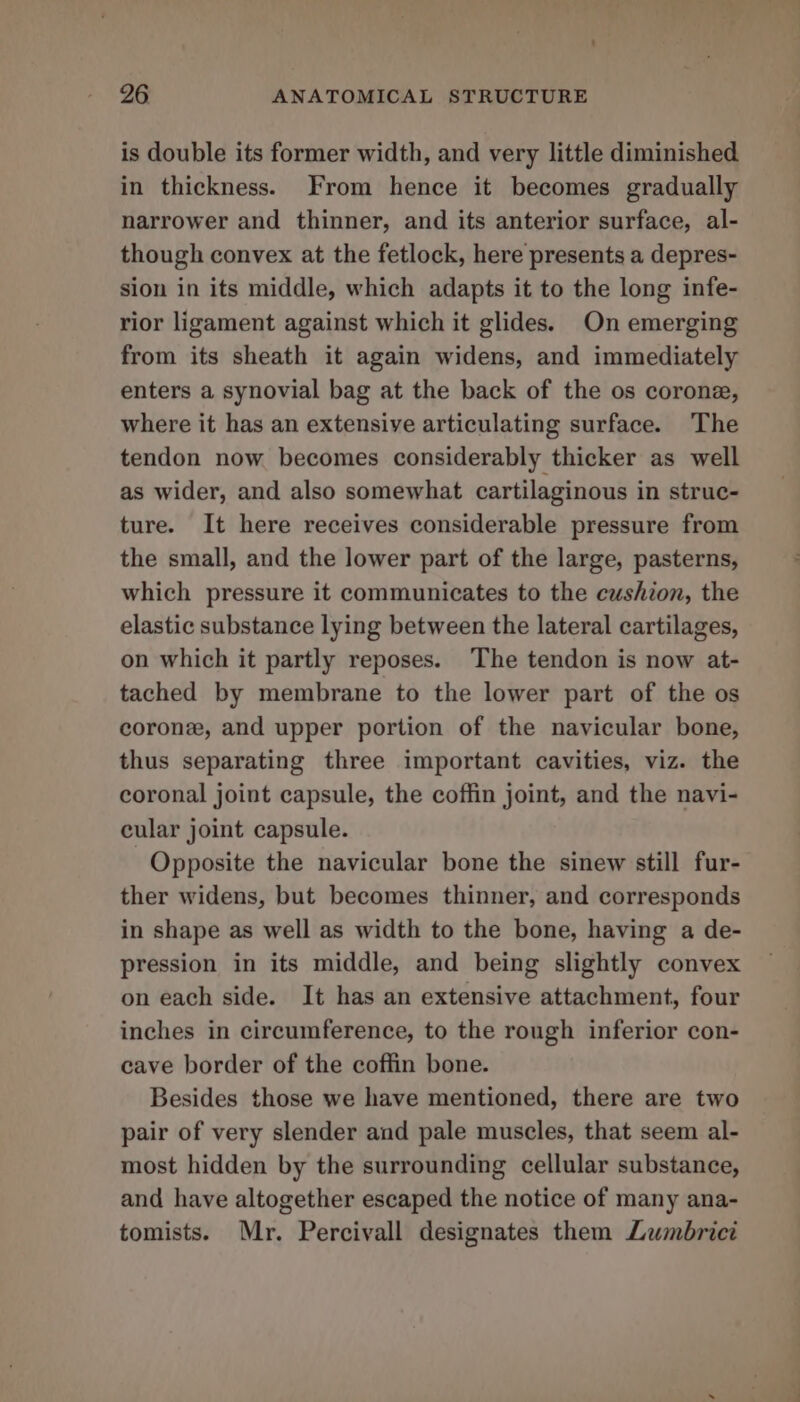 is double its former width, and very little diminished in thickness. From hence it becomes gradually narrower and thinner, and its anterior surface, al- though convex at the fetlock, here presents a depres- sion in its middle, which adapts it to the long infe- rior ligament against which it glides. On emerging from its sheath it again widens, and immediately enters a synovial bag at the back of the os corone, where it has an extensive articulating surface. The tendon now becomes considerably thicker as well as wider, and also somewhat cartilaginous in struc- ture. It here receives considerable pressure from the small, and the lower part of the large, pasterns, which pressure it communicates to the cushion, the elastic substance lying between the lateral cartilages, on which it partly reposes. The tendon is now at- tached by membrane to the lower part of the os corone, and upper portion of the navicular bone, thus separating three important cavities, viz. the coronal joint capsule, the coffin joint, and the navi- cular joint capsule. Opposite the navicular bone the sinew still fur- ther widens, but becomes thinner, and corresponds in shape as well as width to the bone, having a de- pression in its middle, and being slightly convex on each side. It has an extensive attachment, four inches in circumference, to the rough inferior con- cave border of the coffin bone. Besides those we have mentioned, there are two pair of very slender and pale muscles, that seem al- most hidden by the surrounding cellular substance, and have altogether escaped the notice of many ana- tomists. Mr. Percivall designates them Lumbrict