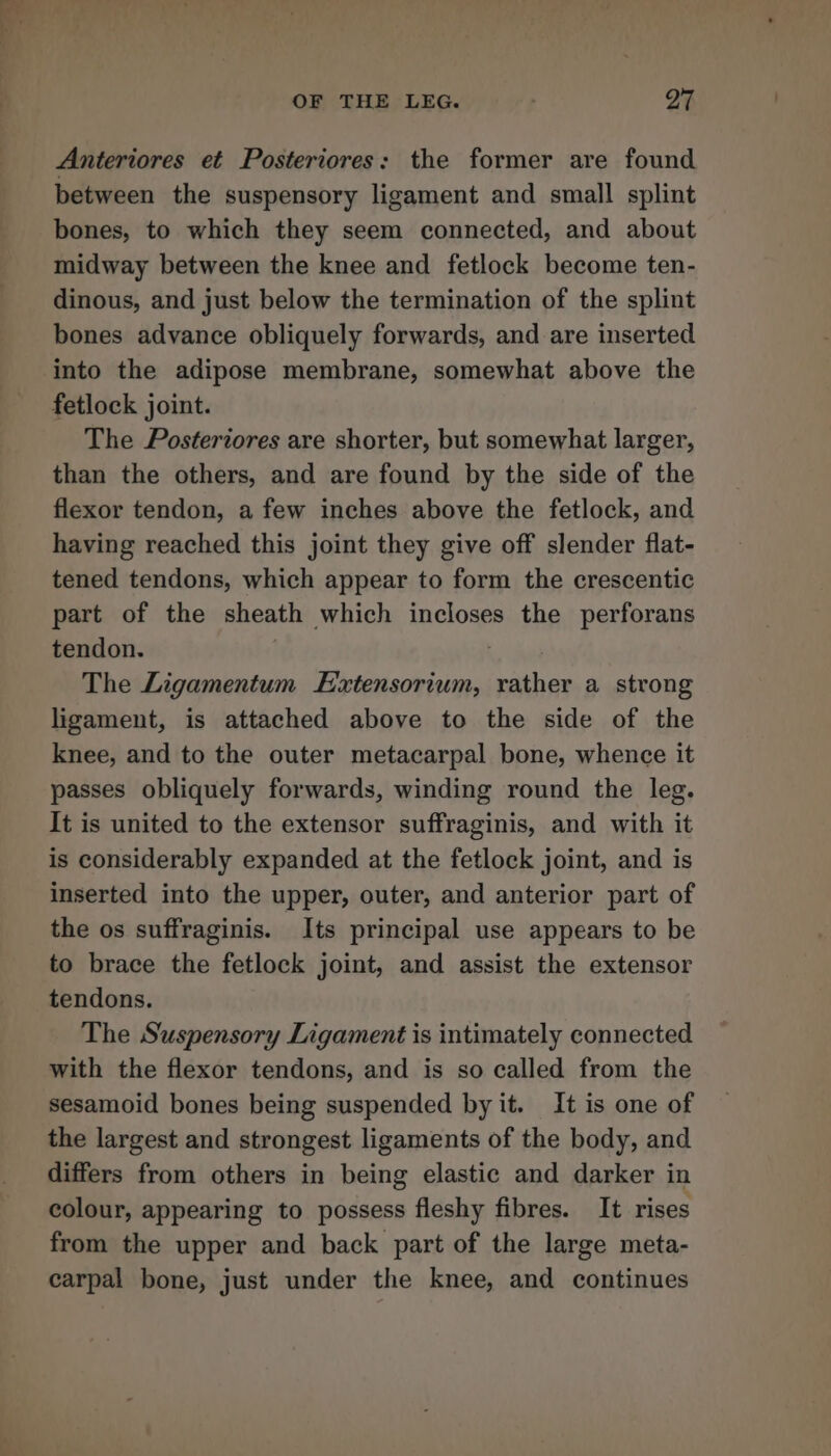 Anteriores et Posteriores: the former are found between the suspensory ligament and small splint bones, to which they seem connected, and about midway between the knee and fetlock become ten- dinous, and just below the termination of the splint bones advance obliquely forwards, and are inserted into the adipose membrane, somewhat above the fetlock joint. The Posteriores are shorter, but somewhat larger, than the others, and are found by the side of the flexor tendon, a few inches above the fetlock, and having reached this joint they give off slender flat- tened tendons, which appear to form the crescentic part of the sheath which incloses the perforans tendon. The Ligamentum Extensorium, rather a strong ligament, is attached above to the side of the knee, and to the outer metacarpal bone, whence it passes obliquely forwards, winding round the leg. It is united to the extensor suffraginis, and with it is considerably expanded at the fetlock joint, and is inserted into the upper, outer, and anterior part of the os suffraginis. Its principal use appears to be to brace the fetlock joint, and assist the extensor tendons. The Suspensory Ligament is intimately connected with the flexor tendons, and is so called from the sesamoid bones being suspended by it. It is one of the largest and strongest ligaments of the body, and differs from others in being elastic and darker in colour, appearing to possess fleshy fibres. It rises from the upper and back part of the large meta- carpal bone, just under the knee, and continues