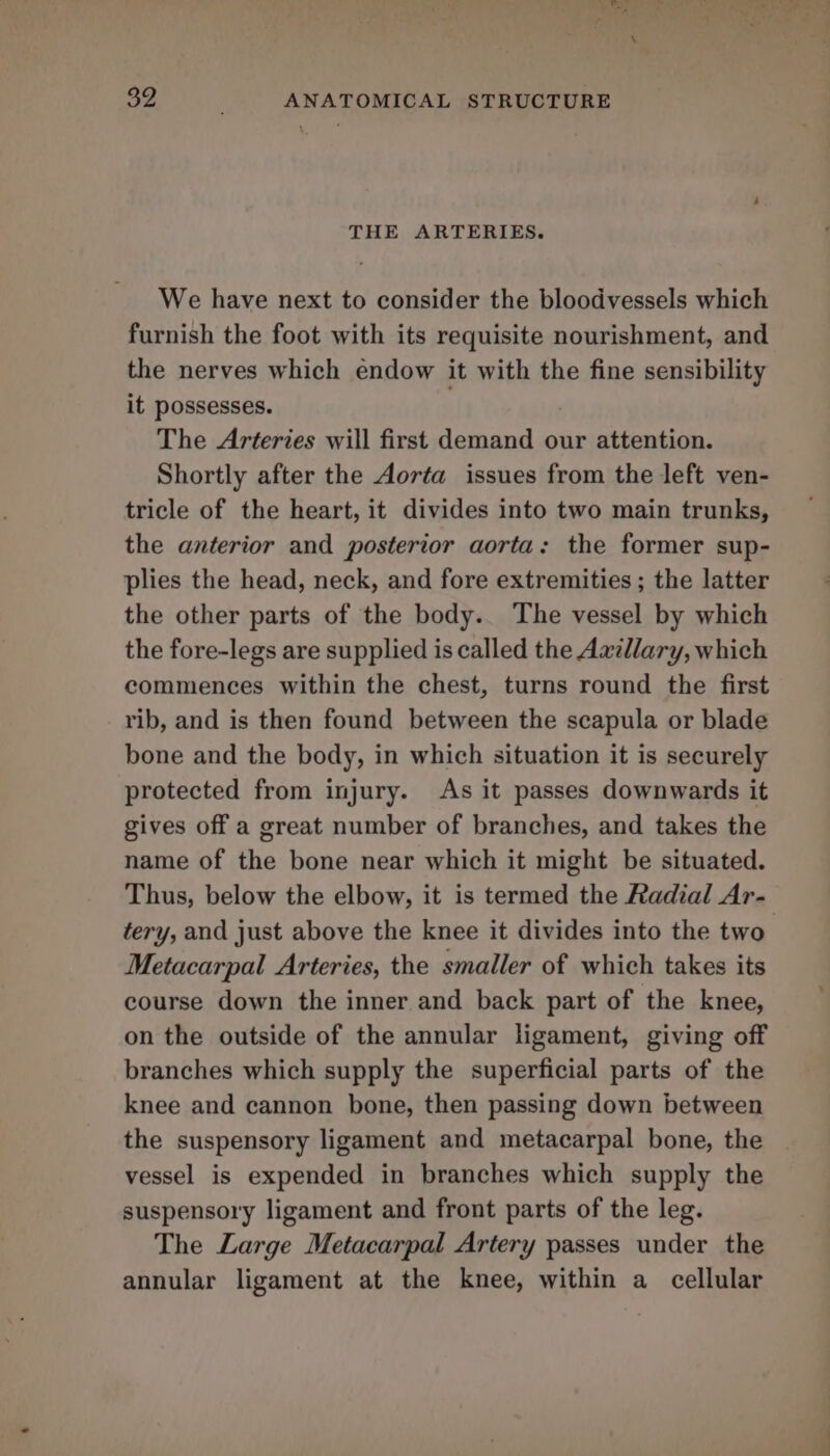 \ THE ARTERIES. We have next to consider the bloodvessels which furnish the foot with its requisite nourishment, and the nerves which endow it with the fine sensibility it possesses. The Arteries will first demand our attention. Shortly after the Aorta issues from the left ven- tricle of the heart, it divides into two main trunks, the anterior and posterior aorta: the former sup- plies the head, neck, and fore extremities ; the latter the other parts of the body.. The vessel by which the fore-legs are supplied is called the Awillary, which commences within the chest, turns round the first rib, and is then found between the scapula or blade bone and the body, in which situation it is securely protected from injury. As it passes downwards it gives off a great number of branches, and takes the name of the bone near which it might be situated. Thus, below the elbow, it is termed the Radial Ar- tery, and just above the knee it divides into the two Metacarpal Arteries, the smaller of which takes its course down the inner and back part of the knee, on the outside of the annular ligament, giving off branches which supply the superficial parts of the knee and cannon bone, then passing down between the suspensory ligament and metacarpal bone, the vessel is expended in branches which supply the suspensory ligament and front parts of the leg. The Large Metacarpal Artery passes under the annular ligament at the knee, within a cellular