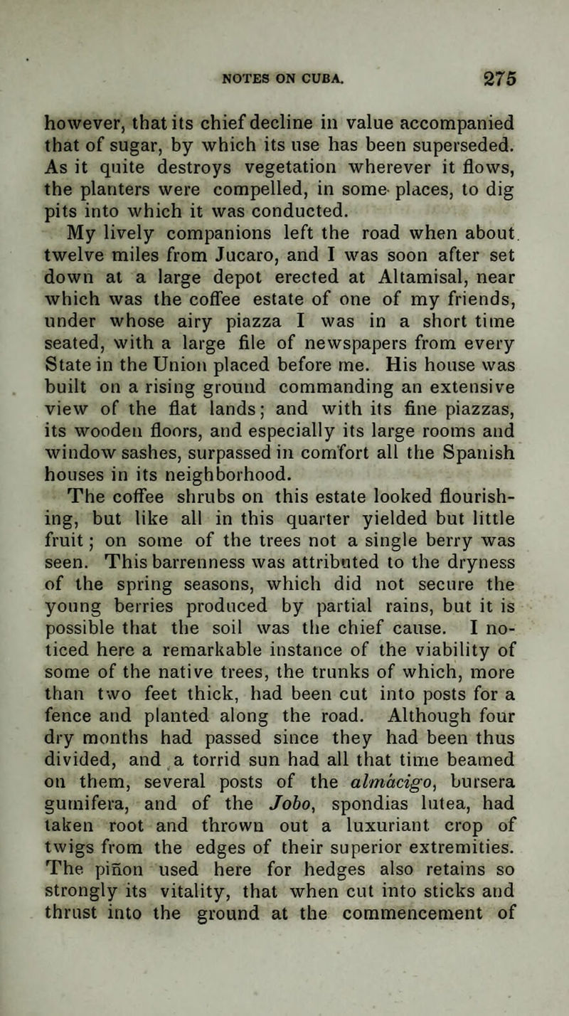 however, that its chief decline in value accompanied that of sugar, by which its use has been superseded. As it quite destroys vegetation wherever it flows, the planters were compelled, in some- places, to dig pits into which it was conducted. My lively companions left the road when about, twelve miles from Jucaro, and I was soon after set down at a large depot erected at Altamisal, near which was the coffee estate of one of my friends, under whose airy piazza I was in a short time seated, with a large file of newspapers from every State in the Union placed before me. His house was built on a rising ground commanding an extensive view of the flat lands; and with its fine piazzas, its wooden floors, and especially its large rooms and window sashes, surpassed in comfort all the Spanish houses in its neighborhood. The coffee shrubs on this estate looked flourish¬ ing, but like all in this quarter yielded but little fruit; on some of the trees not a single berry was seen. This barrenness was attributed to the dryness of the spring seasons, which did not secure the young berries produced by partial rains, but it is possible that the soil was the chief cause. I no¬ ticed here a remarkable instance of the viability of some of the native trees, the trunks of which, more than two feet thick, had been cut into posts for a fence and planted along the road. Although four dry months had passed since they had been thus divided, and a torrid sun had all that time beamed on them, several posts of the almacigo, bursera gumifera, and of the Jobo, spondias lutea, had taken root and thrown out a luxuriant crop of twigs from the edges of their superior extremities. The pinon used here for hedges also retains so strongly its vitality, that when cut into sticks and thrust into the ground at the commencement of