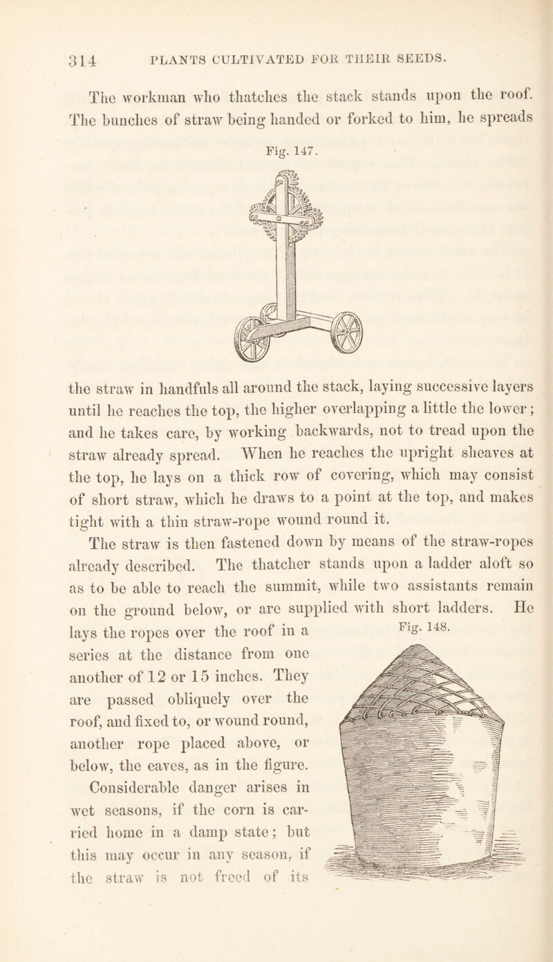 The workman who thatches the stack stands upon the rook The bunches of straw being handed or forked to him, he spreads Fig. 147. the straw in handfuls all around the stack, laying successive layers until he reaches the top, the higher overlapping a little the lower ; and he takes care, by working backwards, not to tread upon the straw already spread. When he reaches the upright sheaves at the top, he lays on a thick row of covering, which may consist of short straw, which he draws to a point at the top, and makes tight with a thin straw-rope wound round it. The straw is then fastened down by means of the straw-ropes already described. The thatcher stands upon a ladder aloft so as to be able to reach the summit, while two assistants remain on the ground below, or are supplied with short ladders. He lays the ropes over the roof in a series at the distance from one another of 12 or 15 inches. They are passed obliquely over the roof, and fixed to, or wound round, another rope placed above, or below, the eaves, as in the figure. Considerable danger arises in wet seasons, if the corn is car¬ ried home in a damp state; but this may occur in any season, if the straw is not freed of its