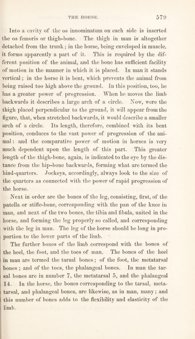 Into a cavity of the os innominatum on each side is inserted the os femoris or thigh-bone. The thigh in man is altogether detached from the trunk; in the horse, being enveloped in muscle, it forms apparently a part of it. This is required by the dif¬ ferent position of the animal, and the bone has sufficient facility of motion in the manner in which it is placed. In man it stands vertical; in the horse it is bent, which prevents the animal from being raised too high above the ground. In this position, too, he has a greater power of progression. When he moves the limb backwards it describes a large arch of a circle. Now, were the thigh placed perpendicular to the ground, it will appear from the figure, that, when stretched backwards, it would describe a smaller arch of a circle. Its length, therefore, combined with its bent position, conduces to the vast power of progression of the ani¬ mal : and the comparative power of motion in horses is very much dependent upon the length of this part. This greater length of the thigh-bone, again, is indicated to the eye by the dis¬ tance from the hip-bone backwards, forming what are termed the hind-quarters. Jockeys, accordingly, always look to the size of the quarters as connected with the power of rapid progression of the horse. Next in order are the bones of the leg. consisting, first, of the patella or stifle-bone, corresponding with the pan of the knee in man, and next of the two bones, the tibia and fibula, united in the horse, and forming the leg properly so called, and corresponding with the leg in man. The leg of the horse should be long in pro- i portion to the lower parts of the limb. The further bones of the limb correspond with the bones of the heel, the foot, and the toes of man. The bones of the lieel in man are termed the tarsal bones; of the foot, the metatarsal bones ; and of the toes, the phalangeal bones. In man the tar* sal bones are in number 7, the metatarsal 5, and the phalangeal 14. In the horse, the bones corresponding to the tarsal, meta¬ tarsal, and phalangeal bones, are likewise, as in man, many; and this number of bones adds to the flexibility and elasticity of the j limb.