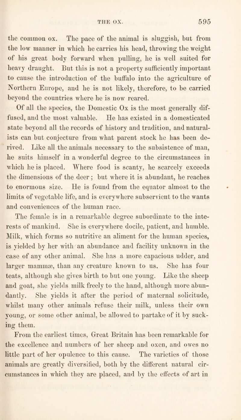 the common ox. The pace of the animal is sluggish, but from the Ioav manner in which he carries his head, throwing the weight of his great body forward when pulling, he is well suited for heavy draught. But this is not a property sufficiently important to cause the introduction of the buffalo into the agriculture of Northern Europe, and he is not likely, therefore, to be carried beyond the countries where he is now reared. Of all the species, the Domestic Ox is the most generally dif¬ fused, and the most valuable. He has existed in a domesticated state beyond all the records of history and tradition, and natural¬ ists can but conjecture from what parent stock he has been de¬ rived. Like all the animals necessary to the subsistence of man, he suits himself in a wonderful degree to the circumstances in which he is placed. Where food is scanty, he scarcely exceeds the dimensions of the deer; but where it is abundant, he reaches to enormous size. He is found from the equator almost to the limits of vegetable life, and is everywhere subservient to the wants and conveniences of the human race. The female is in a remarkable degree subordinate to the inte¬ rests of mankind. She is everywhere docile, patient, and humble. Milk, which forms so nutritive an aliment for the human species, is yielded by her with an abundance and facility unknown in the case of any other animal. She has a more capacious udder, and larger mammae, than any creature known to us. She has four teats, although she gives birth to but one young. Like the sheep and goat, she yields milk freely to the hand, although more abun¬ dantly. She yields it after the period of maternal solicitude, whilst many other animals refuse their milk, unless their own young, or some other animal, be allowed to partake of it by suck¬ ing them. From the earliest times, Great Britain has been remarkable for the excellence and numbers of her sheep and oxen, and owes no little part of her opulence to this cause. The varieties of those animals are greatly diversified, both by the different natural cir¬ cumstances in which they are placed, and by the effects of art in