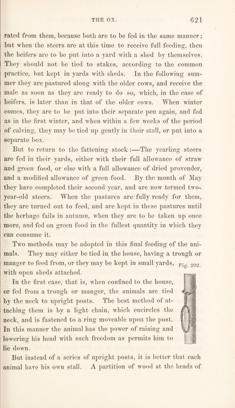 rated from them, because both are to be fed in the same manner; but when the steers are at this time to receive full feeding, then the heifers are to he put into a yard with a shed by themselves. They should not be tied to stakes, according to the common i practice, but kept in yards with sheds. In the following sum- i mer they are pastured along with the older cows, and receive the i male as soon as they are ready to do so, which, in the case of heifers, is later than in that of the older cows. When winter comes, they are to be put into their separate pen again, and fed as in the first winter, and when within a few weeks of the period of calving, they may be tied up gently in their stall, or put into a separate box. But to return to the fattening stock:—The yearling steers are fed in their yards, either with their full allowance of straw and green food, or else with a full allowance of dried provender, and a modified allowance of green food. By the month of May they have completed their second year, and are now termed two- year-old steers. When the pastures are fully ready for them, they are turned out to feed, and are kept in these pastures until the herbage fails in autumn, Avlien they are to be taken up once more, and fed on green food in the fullest quantity in which they can consume it. Two methods may be adopted in this final feeding of the ani¬ mals. They may either be tied in the house, having a trough or manger to feed from, or they may be kept in small yards, with open sheds attached. In the first case, that is, when confined to the house, or fed from a trough or manger, the animals are tied by the neck to upright posts. The best method of at- ! taching them is by a light chain, which encircles the neck, and is fastened to a ring moveable upon the post. In this manner the animal has the power of raising and lowering his head with such freedom as permits him to lie down. But instead of a series of upright posts, it is better that each animal have his own stall. A partition of wood at the heads of Fig. 202.