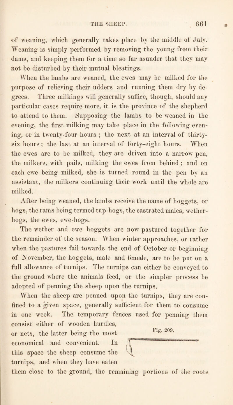 of weaning, which generally takes place by the middle of July. Weaning is simply performed by removing the young from their dams, and keeping them for a time so far asunder that they may not be disturbed by their mutual bleatings. When the lambs are weaned, the ewes may be milked for the purpose of relieving their udders and running them dry by de¬ grees. Three milkings will generally suffice, though, should any particular cases require more, it is the province of the shepherd to attend to them. Supposing the lambs to be weaned in the evening, the first milking may take place in the following even¬ ing, or in twenty-four hours ; the next at an interval of thirty- six hours ; the last at an interval of forty-eight hours. When the ewes are to be milked, they are driven into a narrow pen, the milkers, with pails, milking the ewes from behind ; and on each ewe being milked, she is turned round in the pen by an assistant, the milkers continuing their work until the whole are milked. After being weaned, the lambs receive the name of hoggets, or hogs, the rams being termed tup-hogs, the castrated males, wether- hogs, the ewes, ewe-hogs. The wether and ewe hoggets are now pastured together for the remainder of the season. When winter approaches, or rather when the pastures fail towards the end of October or beginning of November, the hoggets, male and female, are to be put on a full allowance of turnips. The turnips can either be conveyed to the ground where the animals feed, or the simpler process be adopted of penning the sheep upon the turnips. When the sheep are penned upon the turnips, they are con¬ fined to a given space, generally sufficient for them to consume in one week. The temporary fences used for penning them consist either of wooden hurdles, or nets, the latter being the most economical and convenient. In this space the sheep consume the turnips, and when they have eaten them close to the ground, the remaining portions of the roots