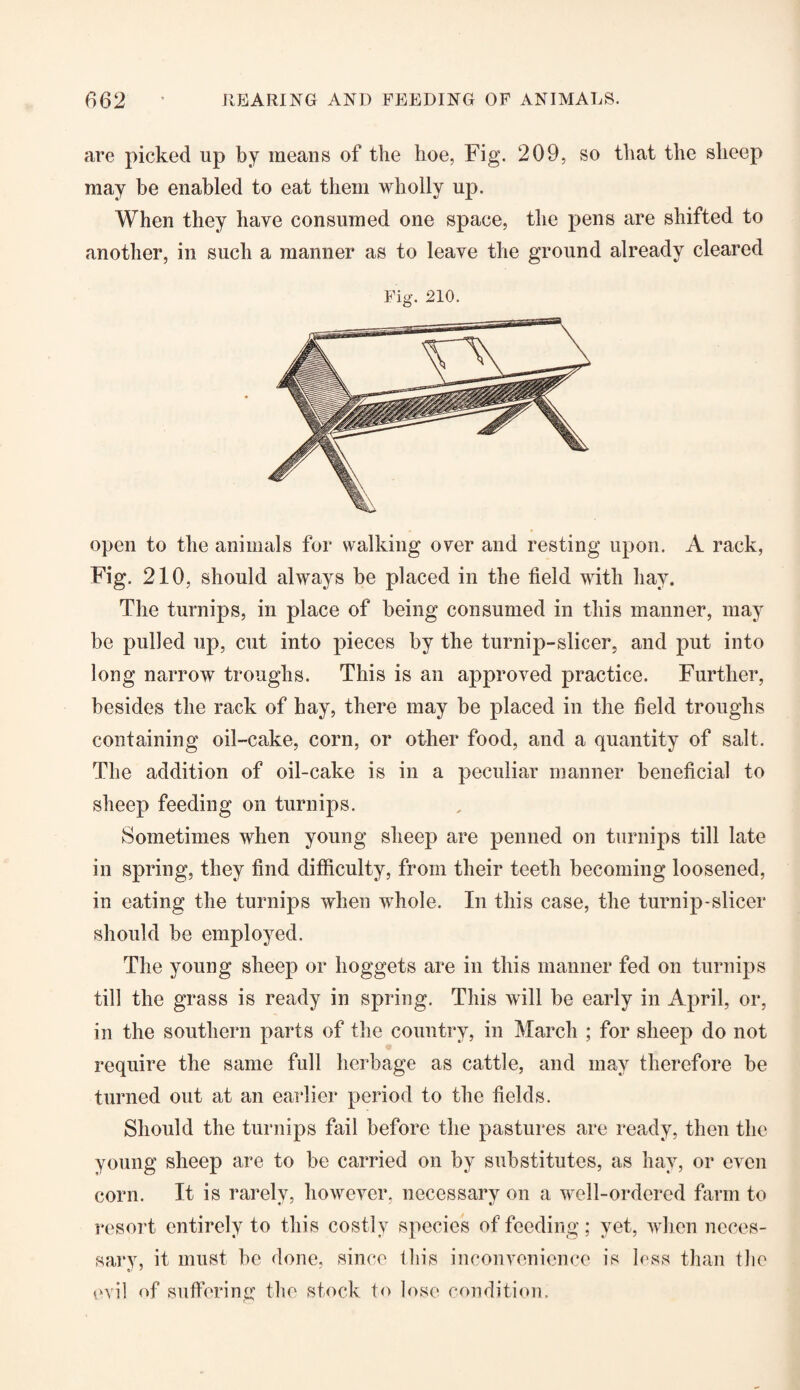 are picked up by means of the hoe, Fig. 209, so that the sheep may be enabled to eat them wholly up. When they have consumed one space, the pens are shifted to another, in such a manner as to leave the ground already cleared Fig. 210. open to the animals for walking over and resting upon. A rack, Fig. 210, should always be placed in the field with hay. The turnips, in place of being consumed in this manner, may be pulled up, cut into pieces by the turnip-slicer, and put into long narrow troughs. This is an approved practice. Further, besides the rack of hay, there may be placed in the field troughs containing oil-cake, corn, or other food, and a quantity of salt. The addition of oil-cake is in a peculiar manner beneficial to sheep feeding on turnips. Sometimes when young sheep are penned on turnips till late in spring, they find difficulty, from their teeth becoming loosened, in eating the turnips when whole. In this case, the turnip-slicer should be employed. The young sheep or hoggets are in this manner fed on turnips till the grass is ready in spring. This will be early in April, or, in the southern parts of the country, in March ; for sheep do not require the same full herbage as cattle, and may therefore be turned out at an earlier period to the fields. Should the turnips fail before the pastures are ready, then the young sheep are to be carried on by substitutes, as hay, or even corn. It is rarely, however, necessary on a well-ordered farm to resort entirely to this costly species of feeding; yet, when neces- sarv, it must be done, since this inconvenience is less than tlie O' ' evil of suffering the stock to lose condition.