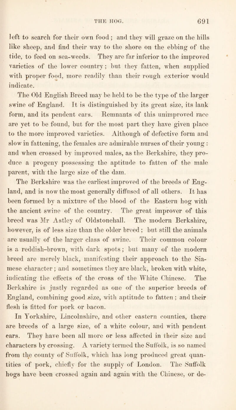 left to search for their own food ; and they will graze on the hills like sheep, and find their way to the shore on the ebbing of the tide, to feed on sea-weeds. They are far inferior to the improved varieties of the lower country; but they fatten, when supplied with proper food, more readily than their rough exterior would indicate. The Old English Breed may be held to be the type of the larger swine of England. It is distinguished by its great size, its lank form, and its pendent ears. Remnants of this unimproved race are yet to be found, but for the most part they have given place to the more improved varieties. Although of defective form and slow in fattening, the females are admirable nurses of their young : and when crossed by improved males, as the Berkshire, they pro- duce a progeny possessing the aptitude to fatten of the male parent, with the large size of the dam. The Berkshire was the earliest improved of the breeds of Eng¬ land, and is now the most generally diffused of all others. It has been formed by a mixture of the blood of the Eastern hog with the ancient swine of the country. The great improver of this breed was Mr Astley of Oldstonehall. The modern Berkshire, however, is of less size than the older breed ; but still the animals are usually of the larger class of swine. Their common colour is a reddish-brown, with dark spots; but many of the modern breed are merely black, manifesting their approach to the Sia¬ mese character ; and sometimes they are black, broken with white, indicating the effects of the cross of the White Chinese. The Berkshire is justly regarded as one of the superior breeds of England, combining good .size, with aptitude to fatten ; and their flesh is fitted for pork or bacon. In Yorkshire, Lincolnshire, and other eastern counties, there are breeds of a large size, of a white colour, and with pendent ears. They have been all more or less affected in their size and characters by crossing. A variety termed the Suffolk, is so named from the county of Suffolk, which has long produced great quan¬ tities of pork, chiefly for the supply of London. The Suffolk hogs have been crossed again and again with the Chinese, or de-