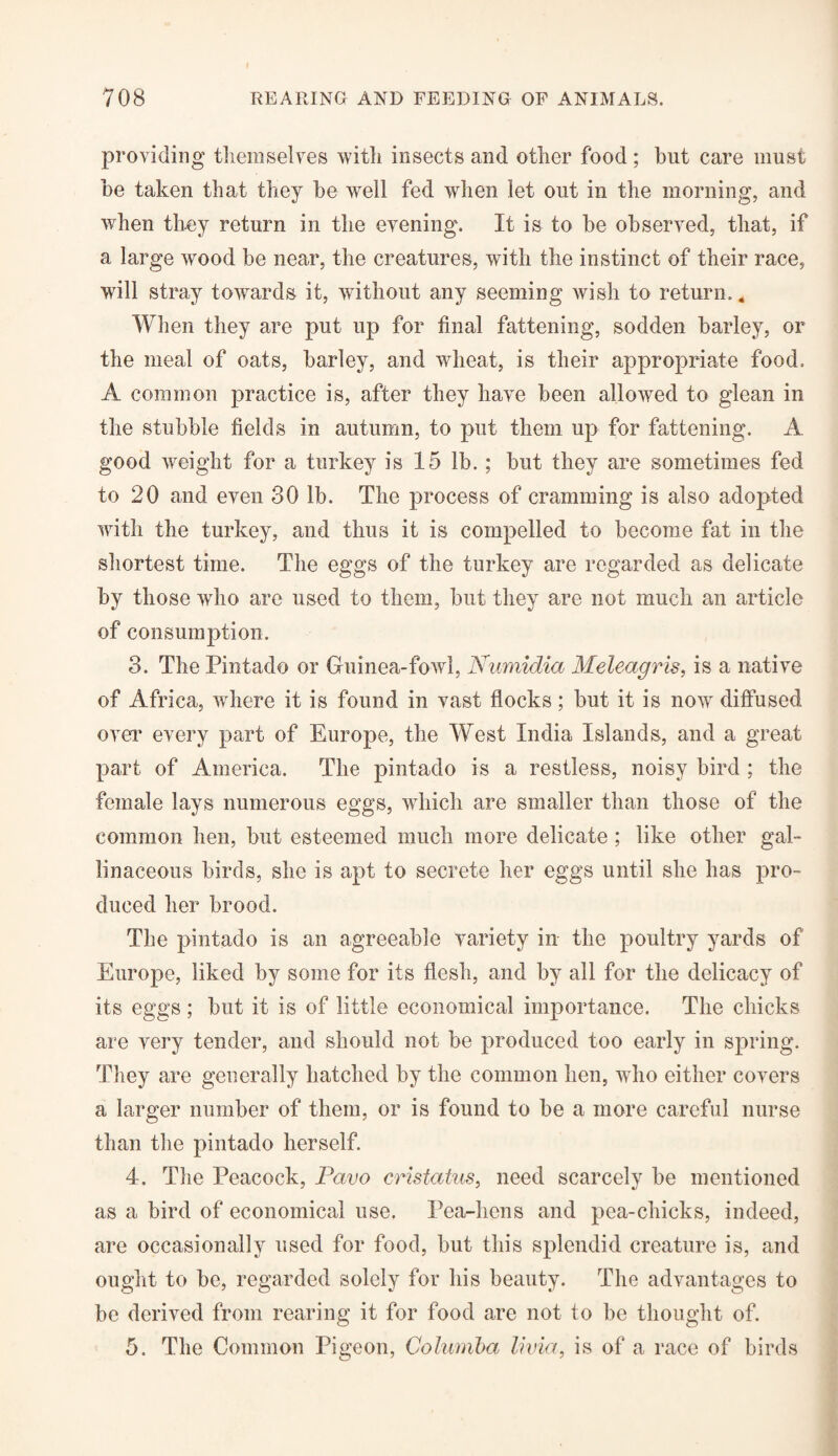 providing themselves with insects and other food ; hut care must he taken that they he well fed when let out in the morning, and when they return in the evening. It is to he observed, that, if a large wood he near, the creatures, with the instinct of their race, will stray towards it, without any seeming wish to return. 4 When they are put up for final fattening, sodden harley, or the meal of oats, harley, and wheat, is their appropriate food. A common practice is, after they have been allowed to glean in the stubble fields in autumn, to put them up for fattening. A good weight for a turkey is 15 lb.; hut they are sometimes fed to 20 and even 30 lb. The process of cramming is also adopted with the turkey, and thus it is compelled to become fat in the shortest time. The eggs of the turkey are regarded as delicate by those who are used to them, but they are not much an article of consumption. 3. The Pintado or Guinea-fowl, Numidia Meleagris, is a native of Africa, where it is found in vast flocks; but it is nowT diffused over every part of Europe, the West India Islands, and a great part of America. The pintado is a restless, noisy bird ; the female lays numerous eggs, which are smaller than those of the common hen, but esteemed much more delicate; like other gal¬ linaceous birds, she is apt to secrete her eggs until she has pro¬ duced her brood. The pintado is an agreeable variety in the poultry yards of Europe, liked by some for its flesh, and by all for the delicacy of its eggs ; but it is of little economical importance. The chicks are very tender, and should not be produced too early in spring. They are generally batched by the common hen, who either covers a larger number of them, or is found to be a more careful nurse than the pintado herself. 4. The Peacock, Pavo cristatus, need scarcely be mentioned as a bird of economical use. Pea-hens and pea-chicks, indeed, are occasionally used for food, but this splendid creature is, and ought to be, regarded solely for his beauty. The advantages to be derived from rearing it for food are not to be thought of. 5. The Common Pigeon, Columba livia, is of a race of birds