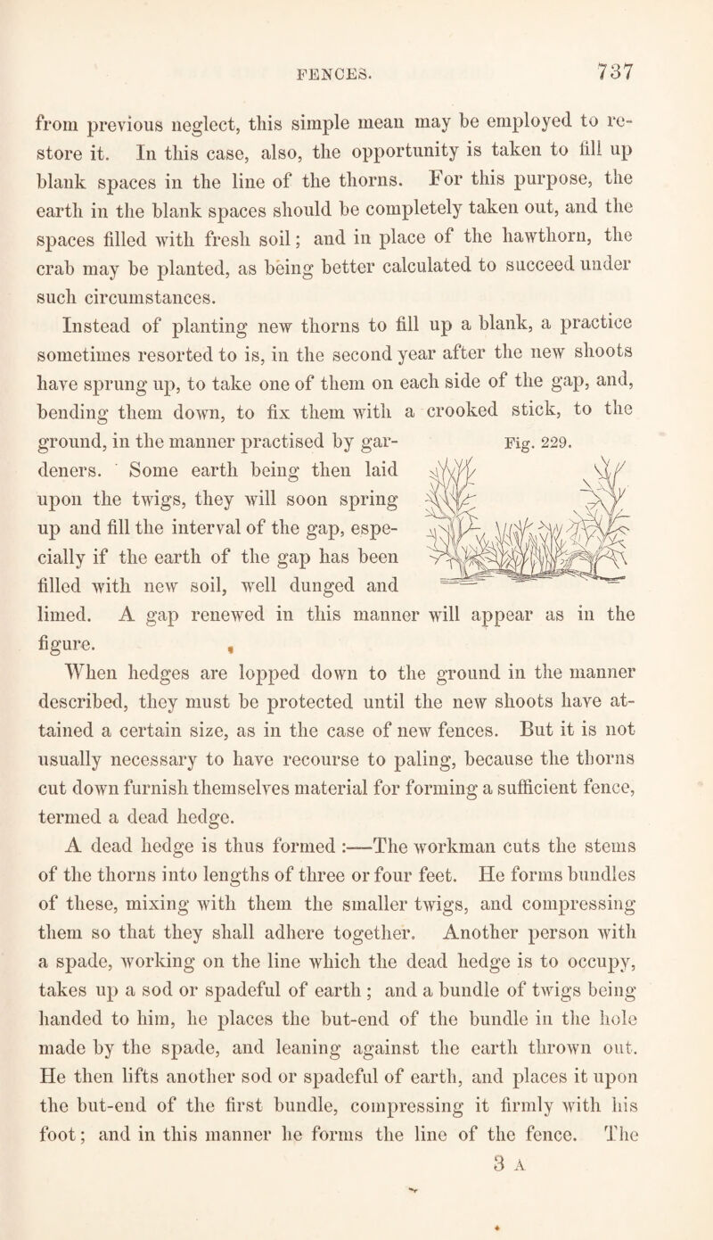 from previous neglect, tliis simple mean may be employed to re¬ store it. In this case, also, the opportunity is taken to lill up blank spaces in the line of the thorns. For this purpose, the earth in the blank spaces should be completely taken out, and the spaces filled with fresh soil; and in place of the hawthorn, the crab may be planted, as being better calculated to succeed under such circumstances. Instead of planting new thorns to fill up a blank, a practice sometimes resorted to is, in the second year after the new shoots have sprung up, to take one of them on each side of the gap, and, bending them down, to fix them with a crooked stick, to the ground, in the manner practised by gar- Fig. 229. deners. Some earth being then laid upon the twigs, they will soon spring up and fill the interval of the gap, espe¬ cially if the earth of the gap has been filled with new soil, well dunged and limed. A gap renewed in this manner will appear as in the figure. , When hedges are lopped down to the ground in the manner described, they must be protected until the new shoots have at¬ tained a certain size, as in the case of new fences. But it is not usually necessary to have recourse to paling, because the thorns cut down furnish themselves material for forming a sufficient fence, termed a dead hedge. A dead hedge is thus formed The workman cuts the stems of the thorns into lengths of three or four feet. He forms bundles of these, mixing with them the smaller twigs, and compressing them so that they shall adhere together. Another person with a spade, working on the line which the dead hedge is to occupy, takes up a sod or spadeful of earth ; and a bundle of twigs being handed to him, he places the but-end of the bundle in the hole made by the spade, and leaning against the earth thrown out. He then lifts another sod or spadeful of earth, and places it upon the but-end of the first bundle, compressing it firmly with his foot; and in this manner he forms the line of the fence. The 3 A