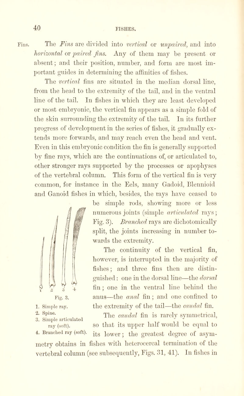 Fins. The Fins are divided into vertical or unpaired, and into horizontal or paired jins. Any of them may he present or absent; and their position, number, and form are most im¬ portant guides in determining the affinities of fishes. The vertical fins are situated in the median dorsal line, from the head to the extremity of the tail, and in the ventral line of the tail. In fishes in which they are least developed or most embryonic, the vertical fin appears as a simple fold of the skin surrounding the extremity of the tail. In its further progress of development in the series of fishes, it gradually ex¬ tends more forwards, and may reach even the head and vent. Even in this embryonic condition the fin is generally supported by fine rays, which are the continuations of, or articulated to, other stronger rays supported by the processes or apophyses of the vertebral column. This form of the vertical fin is very common, for instance in the Eels, many Gadoid, Blennioid and Ganoid fishes in which, besides, the rays have ceased to be simple rods, showing more or less numerous joints (simple articulated rays; Fig. 3). Branched rays are dicliotomically split, the joints increasing in number to¬ wards the extremity. The continuity of the vertical fin, however, is interrupted in the majority of fishes; and three fins then are distin¬ guished : one in the dorsal line—the dorsal fin; one in the ventral line behind the anus—the anal fin ; and one confined to the extremity of the tail—the caudal fin. The caudal fin is rarely symmetrical, so that its upper half would be equal to 4. Branched ray (soft). jj.g ]ower. the greatest degree of asym¬ metry obtains in fishes with heterocercal termination of the vertebral column (see subsequently, Figs. 31, 41). In fishes in Fig. 3. 1. Simple ray. 2. Spine. 3. Simple articulated ray (soft).