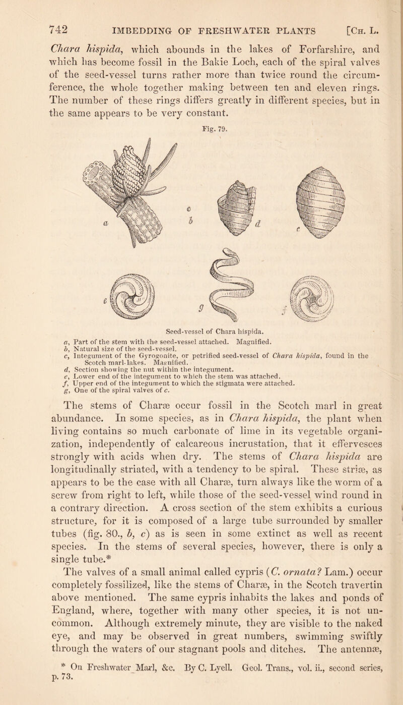 Char a hispida, which abounds in the lakes of Forfarshire, and which has become fossil in the Bakie Loch, each of the spiral valves of the seed-vessel turns rather more than twice round the circum¬ ference, the whole together making between ten and eleven rings. The number of these rings differs greatly in different species, but in the same appears to be very constant. Fig. 79. Seed-vessel of Chara hispida. a, Part of the stem with the seed-vessel attached. Magnified. b, Natural size of the seed-vessel. c, Integument of the Gyrogonite, or petrified seed-vessel of Chara hispida, found in the Scotch marl-lakes. Magnified. d, Section showing the nut within the integument. e, Lower end of the integument to which the stem was attached. /, Upper end of the integument to which the stigmata were attached. g, One of the spiral valves of c. The stems of Charts occur fossil in the Scotch marl in great abundance. In some species, as in Chara hispida, the plant when living contains so much carbonate of lime in its vegetable organi¬ zation, independently of calcareous incrustation, that it effervesces strongly with acids when dry. The stems of Chara hispida are longitudinally striated, with a tendency to be spiral. These striae, as appears to be the case with all Charae, turn always like the worm of a screw from right to left, while those of the seed-vessel wind round in a contrary direction. A cross section of the stem exhibits a curious structure, for it is composed of a large tube surrounded by smaller tubes (fig. 80., h, c) as is seen in some extinct as well as recent species. In the stems of several species, however, there is only a single tube.* The valves of a small animal called cypris (C. ornata ? Lam.) occur completely fossilized, like the stems of Charge, in the Scotch travertin above mentioned. The same cypris inhabits the lakes and ponds of England, where, together with many other species, it is not un¬ common. Although extremely minute, they are visible to the naked eye, and may be observed in great numbers, swimming swiftly through the waters of our stagnant pools and ditches. The antennae, * On Freshwater Marl, &c. By C. Lyell. Geol. Trans., vol. ii., second series, p. 73.