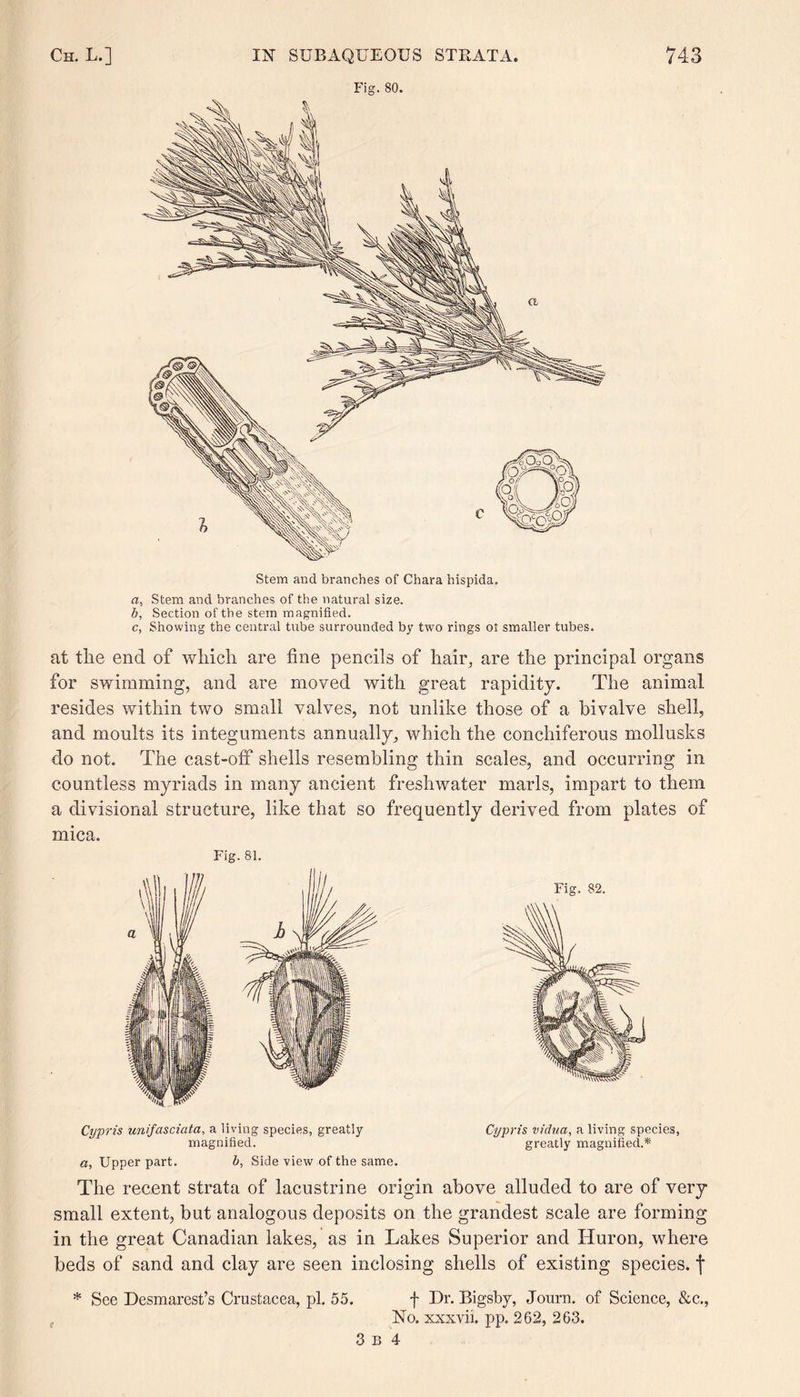 Stem and branches of Chara hispida. a, Stem and branches of the natural size. b, Section of the stein magnified. c, Showing the central tube surrounded by two rings ot smaller tubes. Fig. 80. at the end of which are fine pencils of hair, are the principal organs for swimming, and are moved with great rapidity. The animal resides within two small valves, not unlike those of a bivalve shell, and moults its integuments annually, which the conchiferous mollusks do not. The cast-off shells resembling thin scales, and occurring in countless myriads in many ancient freshwater marls, impart to them a divisional structure, like that so frequently derived from plates of mica. Fig. 81. Cypris unifasciata, a living species, greatly Cypris vidua, a living species, magnified. greatly magnified.* a, Upper part. b. Side view of the same. The recent strata of lacustrine origin above alluded to are of very small extent, but analogous deposits on the grandest scale are forming in the great Canadian lakes, as in Lakes Superior and Huron, where beds of sand and clay are seen inclosing shells of existing species, f * See Desmarest’s Crustacea, pi. 55. f Dr. Bigsby, Journ. of Science, &c., No. xxxvii. pp. 262, 263. 3b 4