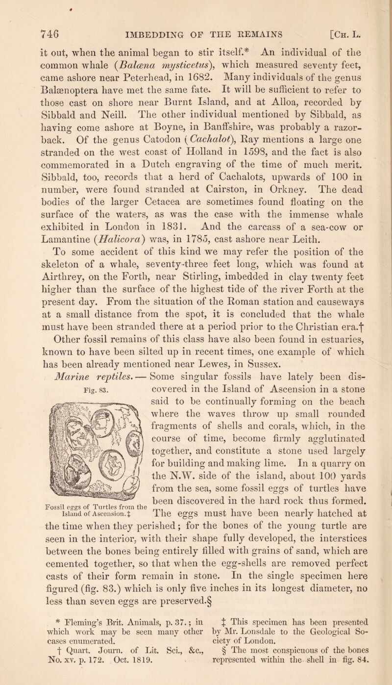 4 746 IMBEDDING OF THE REMAINS [Ch. L. it out, when the animal began to stir itself.* An individual of the common whale (Baleena mysticetus), which measured seventy feet, came ashore near Peterhead, in 1682. Many individuals of the genus Baleenoptera have met the same fate. It will be sufficient to refer to those cast on shore near Burnt Island, and at Alloa, recorded by Sibbald and Neill. The other individual mentioned by Sibbald, as having come ashore at Boyne, in Banffshire, was probably a razor- back. Of the genus Catodon ( Cachalot), Pay mentions a large one stranded on the west coast of Holland in 1598, and the fact is also commemorated in a Dutch engraving of the time of much merit. Sibbald, too, records that a herd of Cachalots, upwards of 100 in number, were found stranded at Cairston, in Orkney. The dead bodies of the larger Cetacea are sometimes found floating on the surface of the waters, as was the case with the immense whale exhibited in London in 1831. And the carcass of a sea-cow or Lamantine (Halicora) was, in 1785, cast ashore near Leith. To some accident of this kind we may refer the position of the skeleton of a whale, seventy-three feet long, which was found at Airthrey, on the Forth, near Stirling, imbedded in clay twenty feet higher than the surface of the highest tide of the river Forth at the present day. From the situation of the Boman station and causeways at a small distance from the spot, it is concluded that the whale must have been stranded there at a period prior to the Christian era.f Other fossil remains of this class have also been found in estuaries, known to have been silted up in recent times, one example of which has been already mentioned near Lewes, in Sussex. Marine reptiles. — Some singular fossils have lately been dis- Fig. 83. covered in the Island of Ascension in a stone said to be continually forming on the beach where the waves throw up small rounded fragments of shells and corals, which, in the course of time, become firmly agglutinated together, and constitute a stone used largely for building and making lime. In a quarry on the N.W. side of the island, about 100 yards from the sea, some fossil eggs of turtles have been discovered in the hard rock thus formed. Fossil eggs of Turtles from the island of Ascension.t 1 he eggs must have been nearly hatched at the time when they perished; for the bones of the young turtle are seen in the interior, with their shape fully developed, the interstices between the bones being entirely filled with grains of sand, which are cemented together, so that when the egg-shells are removed perfect casts of their form remain in stone. In the single specimen here figured (fig. 83.) which is only five inches in its longest diameter, no less than seven eggs are preserved.§ * Fleming’s Brit. Animals, p. 37.; in $ This specimen has been presented which work may be seen many other by Mr. Lonsdale to the Geological So- cases enumerated. ciety of London. f Quart. Journ. of Lit. Sci., &c., § The most conspicuous of the bones No. xv. p. 172. Oct. 1819. represented within the shell in fig. 84.