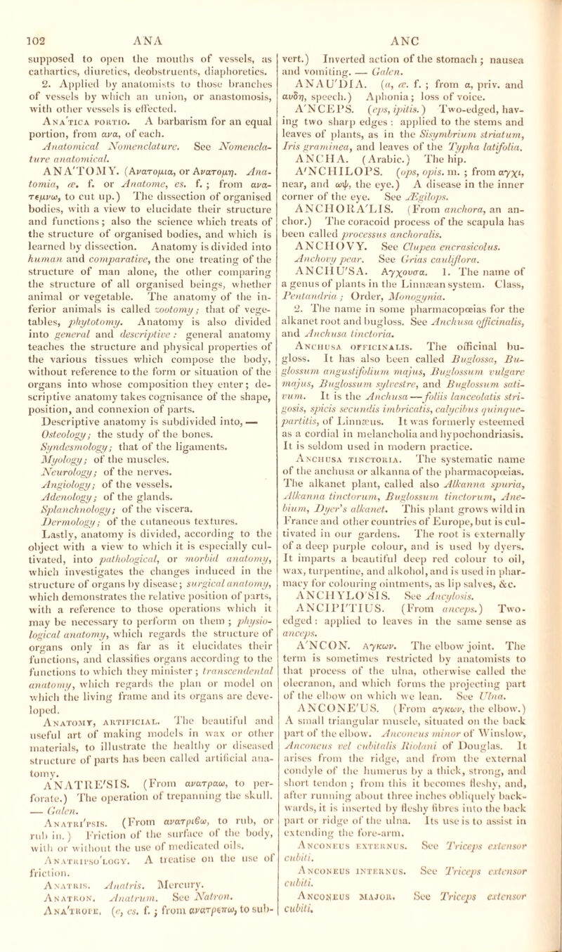 supposed to open the mouths of vessels, us cathartics, diuretics, deobstruents, diaphoretics, 2. Applied by anatomists to those branches of vessels by which an union, or anastomosis, with other vessels is effected. Anatica poktio. A barbarism for an equal portion, from ava, of each. Anatomical Nomenclature. See Nomencla¬ ture anatomical. ANA'TOMY. (Auarofxia, or Avaropeq. Ana- tomia, a. f. or Anatome, es. f. ; from ava- rf/xvoi, to cut up.) The dissection of organised bodies, with a view to elucidate their structure and functions; also the science which treats of the structure of organised bodies, and which is learned by dissection. Anatomy is divided into human and comparative, the one treating of the structure of man alone, the other comparing the structure of all organised beings, whether animal or vegetable. The anatomy of the in¬ ferior animals is called zootomy; that of vege¬ tables, phytotomy. Anatomy is also divided into general and descriptive : general anatomy teaches the structure and physical properties of the various tissues which compose the body, without reference to the form or situation of the organs into whose composition they enter; de¬ scriptive anatomy takes cognisance of the shape, position, and connexion of parts. Descriptive anatomy is subdivided into, — Osteology; the study of the bones. Syndesmology; that of the ligaments. Myology; of the muscles. Neurology; of the nerves. Angiology; of the vessels. Adenology; of the glands. Splanchnology; of the viscera. Dermology; of the cutaneous textures. Lastly, anatomy is divided, according to the object with a view to which it is especially cul¬ tivated, into pathological, or morbid anatomy, which investigates the changes induced in the structure of organs by disease; surgical anatomy, which demonstrates the relative position of parts, with a reference to those operations which it may be necessary to perform on them ; physio¬ logical anatomy, which regards the structure of organs only in as far as it elucidates their functions, and classifies organs according to the functions to which they minister ; transcendental anatomy, which regards the plan or model on which the living frame and its organs are deve¬ loped. Anatomy, artificial. The beautiful and useful art of making models in wax or other materials, to illustrate the healthy or diseased structure of parts has been called artificial ana¬ tomy. A NAT RE'S IS. (From avarpaw, to per¬ forate.) The operation of trepanning the skull. — Galen. Anatki'fsis. (From avarpiGw, to rub, or rub in.) Friction ot the surface of the body, with or without the use of medicated oils. Anatripso'logy. A treatise on the use ot friction. Anatius. Analris. Mercury. Anatron. Auatrum. See Natron. Ana'tuoie, (e, cs. f. ; from warpsirw, to sub- vert.) Inverted action of the stomach ; nausea and vomiting. — Galen. ANAU'DIA. («, cc. f. ; from a, priv. and avSq, speech.) Aphonia; loss of voice. A'NCEPS. (eps, ipitis.) Two-edged, hav¬ ing two sharp edges : applied to the stems and leaves of plants, as in the Sisymbrium striatum. Iris graminea, and leaves of the Typha latifolia. ANCIIA. (Arabic.) The hip. A'NCHILOPS. (ops, opis. ni. ; from a-yxii near, and w\p, the eye.) A disease in the inner corner of the eye. See JEgilops. ANCHORA'LIS. (From anchora, an an¬ chor.) The coracoid process of the scapula has been called processus anchoralis. ANCHOVY. See Clupea encrasicolus. Anchovy pear. See Grias cauliflora. ANCIIU'SA. Ayxouaa. 1. The name of a genus of plants in the Linnasan system. Class, Pentandria ,- Order, Monogynia. 2. The name in some pharmacopoeias for the alkanet root and bugloss. See Anchusa officinalis, and Anchusa tincloria. Anchusa officinalis. The officinal bu¬ gloss. It has also been called Bnglossa, Bu¬ glossum angustifoliuui majus, Buglossum vulgare majus, Buglossum sylvesire, and Buglossum sati¬ vum. It is the Anchusa—foliis lanceolatis stri- gosis, spicis secundis imbricatis, calycibus quinque- partitis, of Linnaeus. It was formerly esteemed as a cordial in melancholia and hypochondriasis. It is seldom used in modern practice. Anchusa tinctoria. The systematic name of the anchusa or alkanna of the pharmacopoeias. The alkanet plant, called also Alkanna spuria, Alkanna tinctorum, Buglossum tinctorum, Ane- bium, Dyer’s alkanet. This plant grows wild in France and other countries of Europe, but is cul¬ tivated in our gardens. The root is externally of a deep purple colour, and is used by dyers. It imparts a beautiful deep red colour to oil, wax, turpentine, and alkohol, and is used in phar¬ macy for colouring ointments, as lip salves, &c. ANCHYLO SIS. See Ancylosis. ANCIPI'TIUS. (From anceps.) Two- edged : applied to leaves in the same sense as anceps. A'NCON. A7kuv. The elbow joint. The term is sometimes restricted by anatomists to that process of (lie ulna, otherwise called the olecranon, and which forms the projecting part of the elbow on which we lean. See Ulna. ANCONE'US. (From aynuu, the elbow.) A small triangular muscle, situated on the back part of the elbow. Anconeus minor of Winslow, Anconeus vel cubitalis Riolani of Douglas. It arises from the ridge, and from the external condyle of the humerus by a thick, strong, and short tendon ; from this it becomes fleshy, and, after running about three inches obliquely back¬ wards, it is inserted by fleshy fibres into the back part or ridge of the ulna. Its use is to assist in extending the fore-arm. Anconeus kxtkunus. See Triceps extensor cubit i. Anconeus internus. See Triceps extensor cubili. Anconeus major. See Triceps extensor cubiti.