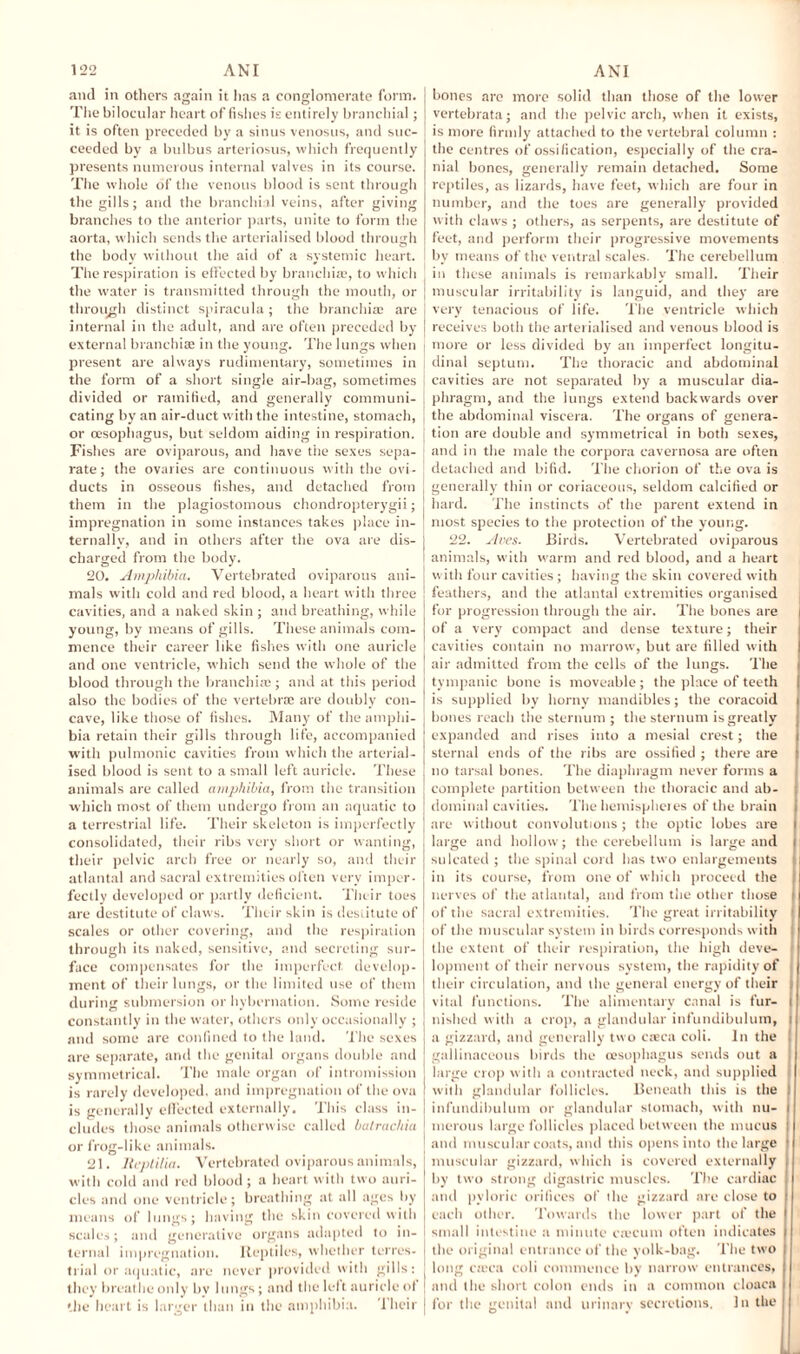 and in others again it lias a conglomerate form. The bilocular heart of fishes is entirely branchial; it is often preceded by a sinus venosus, and suc¬ ceeded by a bulbus arteriosus, which frequently presents numerous internal valves in its course. The whole of the venous blood is sent through the gills; and the branchial veins, after giving branches to the anterior parts, unite to form the aorta, which sends the arterialised blood through the body without the aid of a systemic heart. The respiration is effected by branchiae, to which the water is transmitted through the mouth, or through distinct spiracula; the branchiae are internal in the adult, and are often preceded by external branchiae in the young. The lungs when present are always rudimentary, sometimes in the form of a short single air-bag, sometimes divided or ramified, and generally communi¬ cating by an air-duct with the intestine, stomach, or oesophagus, but seldom aiding in respiration. Fishes are oviparous, and have the sexes sepa¬ rate; the ovaries are continuous with the ovi¬ ducts in osseous fishes, and detached from them in the plagiostomous chondropterygii; impregnation in some instances takes place in¬ ternally, and in others after the ova are dis¬ charged from the body. 20. Amphibia. Vertebrated oviparous ani¬ mals with cold and red blood, a heart with three cavities, and a naked skin ; and breathing, while young, by means of gills. These animals com¬ mence their career like fishes with one auricle and one ventricle, which send the whole of the blood through the branchiae; and at this period also the bodies of the vertebrae are doubly con¬ cave, like those of fishes. Many of the amphi¬ bia retain their gills through life, accompanied with pulmonic cavities from which the arterial¬ ised blood is sent to a small left auricle. These animals are called amphibia, from the transition which most of them undergo from an aquatic to a terrestrial life. Their skeleton is imperfectly consolidated, their ribs very short or wanting, their pelvic arch free or nearly so, and their atlantal and sacral extremities often very imper¬ fectly developed or partly deficient. Their toes are destitute of claws. Their skin is destitute of scales or other covering, and the respiration through its naked, sensitive, and secreting sur¬ face compensates for the imperfect develop¬ ment of their lungs, or the limited use of them during submersion or hybernation. Some reside constantly in the water, others only occasionally ; and some are confined to the land. The sexes are separate, and the genital organs double and symmetrical. The male organ of intromission is rarely developed, and impregnation of the ova is generally effected externally. This class in¬ cludes those animals otherwise called batrachia or frog-like animals. 21. Reptilia. Vertebrated oviparous animals, with cold and red blood ; a heart with two auri¬ cles anil one ventricle; breathing at all ages by means of lungs; having the skin covered with scales; and generative organs adapted to in¬ ternal impregnation. Reptiles, whether terres¬ trial or aquatic, are never provided with gills: they breathe only bv lungs; and the left auricle ot the heart is larger than in the amphibia. 1'heir bones are more solid than those of the lower vertebrata; and the pelvic arch, when it exists, is more firmly attached to the vertebral column : the centres of ossification, especially of the cra¬ nial bones, generally remain detached. Some reptiles, as lizards, have feet, which are four in number, and the toes are generally provided with claws ; others, as serpents, are destitute of feet, and perform their progressive movements by means of the ventral scales. The cerebellum in these animals is remarkably small. Their muscular irritability is languid, and they are very tenacious of life. The ventricle which receives both the arterialised and venous blood is more or less divided by an imperfect longitu¬ dinal septum. The thoracic and abdominal cavities are not separated by a muscular dia¬ phragm, and the lungs extend backwards over the abdominal viscera. The organs of genera¬ tion are double and symmetrical in both sexes, and in the male the corpora cavernosa are often detached and bifid. The chorion of the ova is generally thin or coriaceous, seldom calcified or hard. The instincts of the parent extend in most species to the protection of the young. 22. Aves. Birds. Vertebrated oviparous animals, with warm and red blood, and a heart with four cavities ; having the skin covered with feathers, and the atlantal extremities organised for progression through the air. The bones are of a very compact and dense texture; their cavities contain no marrow, but are filled with air admitted from the cells of the lungs. The tympanic bone is moveable; the place of teeth is supplied by horny mandibles; the coracoid i bones reach the sternum ; the sternum is greatly' expanded and rises into a mesial crest; the sternal ends of the ribs are ossified ; there are no tarsal bones. The diaphragm never forms a complete partition between the thoracic and ab¬ dominal cavities. The hemispheres of the brain are without convolutions; the optic lobes are i large and hollow; the cerebellum is large and i sulcated ; the spinal cord lias two enlargements in its course, from one of which proceed the 1 nerves of the atlantal, and from the other those i of the sacral extremities. The great irritability of the muscular system in birds corresponds with the extent of their respiration, the high deve¬ lopment of their nervous system, the rapidity of their circulation, and the general energy of their vital functions. The alimentary canal is fur- i nished with a crop, a glandular infundibulum, i a gizzard, and generally two caeca coli. In the ; gallinaceous birds the oesophagus sends out a large crop with a contracted neck, and supplied with glandular follicles. Beneath this is the : infundibulum or glandular stomach, with nu- i melons large follicles placed between the mucus : and muscular coats, and this opens into the large ‘ muscular gizzard, which is covered externally , by two strong digastric muscles. The cardiac . and pyloric orifices of the gizzard are close to : each other. Towards the lower part of the small intestine a minute c;ecum often indicates the original entrance of the yolk-bag. The two long ca’ca coli commence by narrow entrances, and the short colon ends in a common cloaca for the genital and urinary secretions. In the [