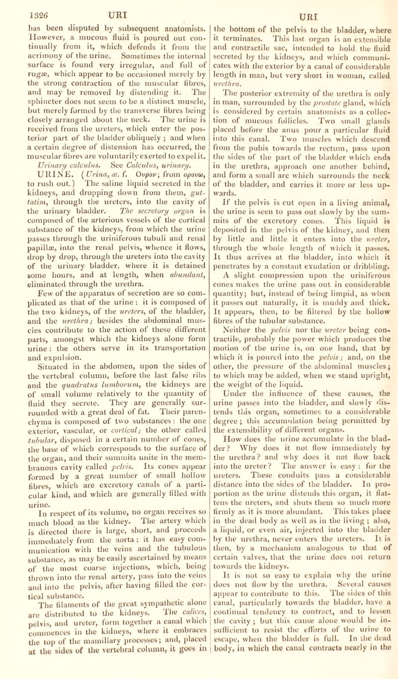 has been disputed by subsequent anatomists. However, a mucous fluid is poured out con¬ tinually from it, which defends it from the acrimony of the urine. Sometimes the internal surface is found very irregular, and full of rugae, which appear to be occasioned merely by the strong contraction of the muscular fibres, and may be removed by distending it. The sphincter does not seem to be a distinct muscle, but merely formed by the transverse libres being closely arranged about the neck. The urine is received from the ureters, which enter the pos¬ terior part of the bladder obliquely ; and when a certain degree of distension has occurred, the muscular fibres are voluntarily exerted to expel it. Urinary calculus. See Calculus, urinary. UIIINE. ( Urina, re. f. Ovpov, from opovw, to rush out.) The saline liquid secreted in the kidneys, and dropping down from them, gut- tatim, through the ureters, into the cavity of the urinary bladder. The secretory organ is composed of the arterious vessels of the cortical substance of the kidneys, from which the urine passes through the uriniferous tubuli and renal papillae, into the renal pelvis, whence it flows, drop by drop, through the ureters into the cavity of the urinary bladder, where it is detained some hours, and at length, when abundant, eliminated through the urethra. Few of the apparatus of secretion are so com¬ plicated as that of the urine : it is composed of the two kidneys, of the ureters, of the bladder, and the urethra; besides the abdominal mus¬ cles contribute to the action of these different parts, amongst which the kidneys alone form urine: the others serve in its transportation and expulsion. Situated in the abdomen, upon the sides of the vertebral column, before the last false ribs and the quadratus lumborum, the kidneys are of small volume relatively to the quantity of fluid they secrete. They are generally sur¬ rounded with a great deal of fat. Their paren¬ chyma is composed of two substances: the one exterior, vascular, or cortical; the other called tubular, disposed in a certain number of cones, the base of which corresponds to the surface of the organ, and their summits unite in the mem¬ branous cavity called pelvis. Its cones appeal- formed by a great number of small hollow fibres, which are excretory canals of a parti¬ cular kind, and which are generally filled with urine. In respect of its volume, no organ receives so much blood as the kidney. The artery which is directed there is large, short, and proceeds immediately from the aorta : it has easy com¬ munication with the veins and the tubulous substance, as may be easily ascertained by means of the most coarse injections, which, being thrown into the renal artery, pass into the veins and into the pelvis, after having filled the cor¬ tical substance. The filaments of the great sympathetic alone are distributed to the kidneys. The calices, pelvis, and ureter, form together a canal which commences in the kidneys, where it embraces the top of the mamillary processes; and, placed at the sides of the vertebral column, it goes in URI the bottom of the pelvis to the bladder, where it terminates. This last organ is an extensible and contractile sac, intended to hold the fluid secreted by the kidneys, and which communi¬ cates with the exterior by a canal of considerable length in man, but very short in woman, called urethra. The posterior extremity of the urethra is only in man, surrounded by the prostate gland, which is considered by certain anatomists as a collec¬ tion of mucous follicles. Two small glands placed before the anus pour a particular fluid into this canal. Two muscles which descend from the pubis towards the rectum, pass upon the sides of the part of the bladder which ends in the urethra, approach one another behind, and form a small arc which surrounds the neck of the bladder, and carries it more or less up¬ wards. If the pelvis is cut open in a living animal, the urine is seen to pass out slowly by the sum¬ mits of the excretory cones. This liquid is deposited in the pelvis of the kidney, and then by little and little it enters into the ureter, through the whole length of which it passes. It thus arrives at the bladder, into which it penetrates by a constant exudation or dribbling. A slight compression upon the uriniferous cones makes the urine pass out in considerable quantity; but, instead of being limpid, as when it passes out naturally, it is muddy and thick. It appears, then, to be filtered by the hollow fibres of the tubular substance. Neither the pelvis nor the ureter being con¬ tractile, probably the power which produces the motion of the urine is, on one hand, that by which it is poured into the pelvis; and, on the other, the pressure of the abdominal muscles; to which may be added, when we stand upright, the weight of the liquid. Under the influence of these causes, the urine passes into the bladder, and slowly dis¬ tends this organ, sometimes to a considerable degree; this accumulation being permitted by the extensibility of different organs. How does the urine accumulate in the blad¬ der? Why does it not flow immediately by the urethra ? and why does it not flow back into the ureter? The answer is easy: for the ureters. These conduits pass a considerable distance into the sides of the bladder. In pro¬ portion as the urine distends this organ, it flat¬ tens the ureters, and shuts them so much more firmly as it is more abundant. This takes place in the dead body as well as in the living ; also, a liquid, or even air, injected into the bladder by the urethra, never enters the ureters. It is then, by a mechanism analogous to that of certain valves, that the urine does not return towards the kidneys. It is not so easy to explain why the urine does not flow by the urethra. Several causes appear to contribute to this. The sides of this canal, particularly towards the bladder, have a continual tendency to contract, and to lessen the cavity ; but this cause alone would be in¬ sufficient to resist the efforts of the urine to | escape, when the bladder is full. In the dead i body, in which the canal contracts nearly in the