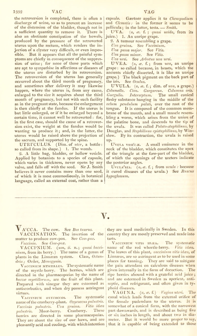 the retroversion is completed, there is often a discharge of urine, so as to prevent an increase of the distension of the bladder, though not in a sufficient quantity to remove it. There is also an obstinate constipation of the bowels, produced by the pressure of the retroverted uterus upon the rectum, which renders the in¬ jection of a clyster very difficult, or even impos¬ sible. But it appears that all the painful sym¬ ptoms are chiefly in consequence of the suppres¬ sion of urine; for none of those parts which are apt to sympathise in affections or diseases of the uterus are disturbed by its retroversion. The retroversion of the uterus has generally occurred about the third month of pregnancy, and sometimes after delivery it may likewise happen, where the uterus is, from any cause, enlarged to the size it acquires about the third month of pregnancy, but not with such facility as in the pregnant state, because the enlargement is then chiefly at the fundus. If the uterus is but little enlarged, or if it be enlarged beyond a certain time, it cannot well be retroverted : for, in the first case, should the cause of a retrover¬ sion exist, the weight at the fnndus would be wanting to produce it; and, in the latter, the uterus would be raised above the projection of the sacrum, and supported by the spine. UTRTCULUS. (Dim. of ?iter, a bottle: so called from its shape.) 1. The womb. 2. A little bag, bladder, or hollow vesicle. Applied by botanists to a species of capsule, which varies in thickness, never opens by any valve, and falls off with the seed. Sir J. Smith believes it never contains more than one seed, of which it is most commodiously, in botanical language, called an external coat, rather than a capsule. Gaertner applies it to Chenopodium and Clematis: in the former it seems to be pellicula; in the latter, testa.— Smith. U'VA. (a, ce. f. : quasi uvida, from its juice.) 1. An unripe grape. 2. A tumour resembling a grape. Uva gruina. See Vaccinium. Uva passa major. See Vitis. Uva passa minor. See Vitis. Uva ursi. See Arbutus uva ursi. U'VEA. (a, ce. f.; from uva, an unripe grape : so called because, in beasts, which the ancients chiefly dissected, it is like an unripe grape.) The black pigment on the back part of the iris. See Oculus. U'VULA. (a, cb. f. ; dim. of uva, a grape.) Columella. Cion. Gargareon. Columna oris. Gurgulio. Interseptum. The small conical fleshy substance hanging in the middle of the velum pendulum palati, over the root of the tongue. It is composed of the common mem¬ brane of the mouth, and a small muscle resem¬ bling a worm, which arises from the union of the palatine bone, and descends to the tip of the uvula. It was called Palato-staphilinus, by Douglas, and Staphilinus epistaphilinus, by Win¬ slow. By its contraction, the uvula is raised UP- U'vui.a vesi'ca;. A small eminence in the neck of the bladder, which constitutes the apex of the triangle at the fore-part of the bladder, of which the openings of the ureters indicate the posterior angles. Uvux.a'ria. (a, ce. f. ; from uvula : because it cured diseases of the uvula.) See Ruscus hypoglossum. V. Va'CCA. The cow. See Bos taurus. VACCINATION. The insertion of the matter to produce cow-pox. See Cow-pox. Vaccinia. See Cow-pox. VACCFNIUM. (um, ii. n.; quasi bacci- nium, from its berry.) The name of a genus of plants in the Linuaean system. Class, Octan- clria; Order, Monogynia. Vaccinium myktillus. The systematic name of the myrtle-berry. The berries, which are directed in the pharmacopoeias by the name of baccee mt/rtillorum, are the fruit ot this plant. Prepared with vinegar they are esteemed as antiscorbutics, and when dry possess astringent virtues. Vaccinium oxycoccos. The systematic name of the cranberry-plant. On/coccus palustris. Vaccinia palustris. Uva gruina. Vitis ideea palustris. Moor-berry. Cranberry. Ihese berries are directed in some pharmacopoeias. They arc about the size of our haws, and are pleasantly acid and cooling, with which intention they are used medicinally in Sweden. In this country they are mostly preserved and made into tarts. Vaccinium vitis id^-ea. The systematic name of the red whortleberry. Vitis ideea. The leaves of this plant, vaccinium vitis ideea, of Linnaeus, are so astringent as to be used in some places for tanning. They are said to mitigate the pain attendant on calculous diseases when given internally in the form of decoction. The ripe berries abound with a grateful acid juice ; and are esteemed in Sweden as aperient, anti¬ septic, and refrigerant, and often given in ty¬ phoid diseases. VAGI NA, (a, ce. f.) Vagina uteri. The canal which leads from the external orifice of the female pudendum to the uterus. It is somewhat of a conical form, with the narrowest part downwards, and is described as being five or six inches in length, and about two in dia¬ meter. But it would be more proper to say, that it is capable of being extended to those