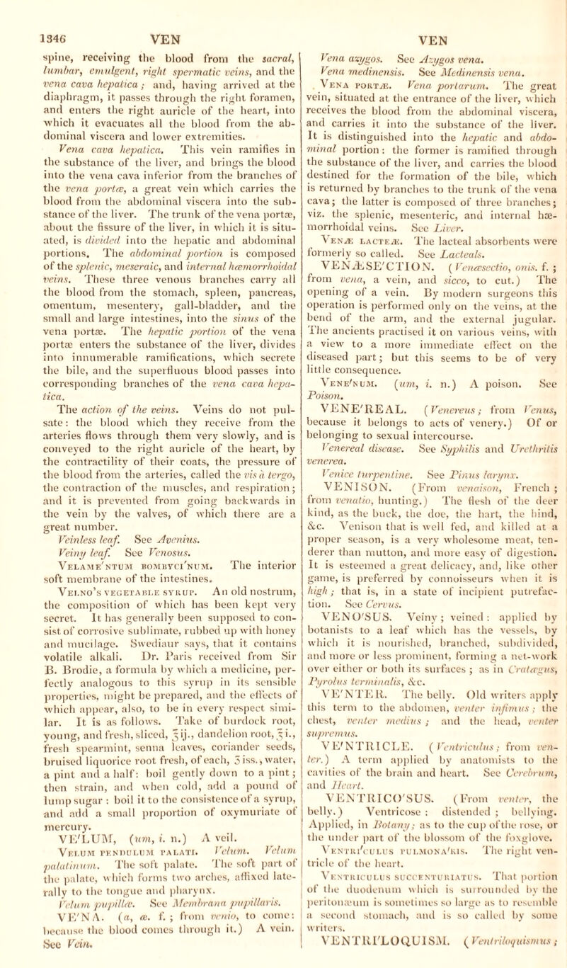 spine, receiving the blood from the sacra/, lumbar, emulgent, right spermatic veins, and the vena cava hepatica ,■ and, having arrived at the diaphragm, it passes through the right foramen, and enters the right auricle of the heart, into which it evacuates all the blood from the ab¬ dominal viscera and lower extremities. Vena cava hepatica. This vein ramifies in the substance of the liver, and brings the blood into the vena cava inferior from the branches of the vena portae, a great vein which carries the blood from the abdominal viscera into the sub¬ stance of the liver. The trunk of the vena port®, about the fissure of the liver, in which it is situ¬ ated, is divided into the hepatic and abdominal portions. The abdominal portion is composed of the splenic, meseraic, and internal heemorrhoidal veins. These three venous branches carry all the blood from the stomach, spleen, pancreas, omentum, mesentery, gall-bladder, and the small and large intestines, into the sinus of the vena portse. The hepatic portion of the vena portte enters the substance of the liver, divides into innumerable ramifications, which secrete the bile, and the superfluous blood passes into corresponding branches of the vena cava hepa¬ tica. The action of the veins. Veins do not pul¬ sate : the blood which they receive from the arteries flows through them very slowly, and is conveyed to the right auricle of the heart, by the contractility of their coats, the pressure of the blood from the arteries, called the visa tergo, the contraction of the muscles, and respiration; and it is prevented from going backwards in the vein by the valves, of which there arc a great number. Veinless leaf. See Avenius. Veiny leaf. See Vcnosus. Velame'ntum bombyci'num. The interior soft membrane of the intestines. Vei.no’s vegetable syrup. An old nostrum, the composition of which has been kept very secret. It has generally been supposed to con¬ sist of corrosive sublimate, rubbed up with honey and mucilage. Swediaur says, that it contains volatile alkali. Dr. Paris received from Sir B. Brodie, a formula by which a medicine, per¬ fectly analogous to this syrup in its sensible properties, might be prepared, and the effects of which appear, also, to be in every respect simi¬ lar. It is as follows. Take of burdock root, young, and fresh, sliced, 5 ij., dandelion root, 3 i., fresh spearmint, senna leaves, coriander seeds, bruised liquorice root fresh, of each, 3 iss., water, a pint and a half: boil gently down to a pint; then strain, and when cold, add a pound of lump sugar : boil it to the consistence of a syrup, and add a small proportion of oxymuriate of mercury. VE'LUM, (urn, i. n.) A veil. Vei.um pendulum palati. Velum. Velum palatinum. The soft palate. The soft part of the palate, which forms two arches, affixed late¬ rally to the tongue and pharynx. Velum pupilltv. See Membrana papillaris. VE'NA. (a, <v. f. ; from venio, to come: because the blood comes through it.) A vein. See Vein. Vena azygos. See Azygos vena. Vena medinensis. See Medinensis vena. Vena portae. Vena portarum. The great vein, situated at the entrance of the liver, which receives the blood from the abdominal viscera, and carries it into the substance of the liver. It is distinguished into the hepatic and abdo¬ minal portion : the former is ramified through the substance of the liver, and carries the blood destined for the formation of the bile, which is returned by branches to the trunk of the vena cava; the latter is composed of three branches; viz. the splenic, mesenteric, and internal hoe- morrhoidal veins. See Liver. Venje lacteal The lacteal absorbents were formerly so called. See Lacteals. VENvESE'CTION. ( Veneesectio, onus. f. ; from vena, a vein, and sicco, to cut.) The opening of a vein. By modern surgeons this operation is performed only on the veins, at the bend of the arm, and the external jugular. I he ancients practised it on various veins, with a view' to a more immediate effect on the diseased part; but this seems to be of very little consequence. Vene'num. ftm, i. n.) A poison. See Poison. VENE'REAL. ( Venereus; from Venus, because it belongs to acts of venery.) Of or belonging to sexual intercourse. Venereal disease. See Syphilis and Urethritis venerea. Venire turpentine. See Finns larynx. VENISON. (From venaison, French ; from venatio, hunting.) The flesh of the deer kind, as the buck, the doe, the hart, the hind, &c. Venison that is well fed, and killed at a proper season, is a very wholesome meat, ten¬ derer than mutton, and more easy of digestion. It is esteemed a great delicacy, and, like other game, is preferred by connoisseurs when it is high ; that is, in a state of incipient putrefac¬ tion. See Cervus. VENO'SUS. Veiny; veined: applied by botanists to a leaf which has the vessels, by which it is nourished, branched, subdivided, and more or less prominent, forming a net-work over either or both its surfaces ; as in Crateegus, Pyrolus terminalis, &c. VE'NTEli. The belly. Old writers apply this term to the abdomen, venter infimns ; the chest, venter medius ; and the head, venter• supremus. V E' NTR1CLE. ( Ventriculns; from ven¬ ter.) A term applied by anatomists to the cavities of the brain and heart. See Cerebrum, and Heart. VENTKICO'SUS. (From venter, the belly.) Ventricose : distended ; bellying. Applied, in liotany; as to the cup of the rose, or the under part of the blossom of the foxglove. Vkntki'culus tulmona'kis. The right ven¬ tricle of the heart. Ventriculus succentuuiatus. That portion | of the duodenum which is surrounded by the peritonamm is sometimes so large as to resemble I a second stomach, and is so called by some writers. VENTRFLOQU1SM. ( Ventriloquismus;