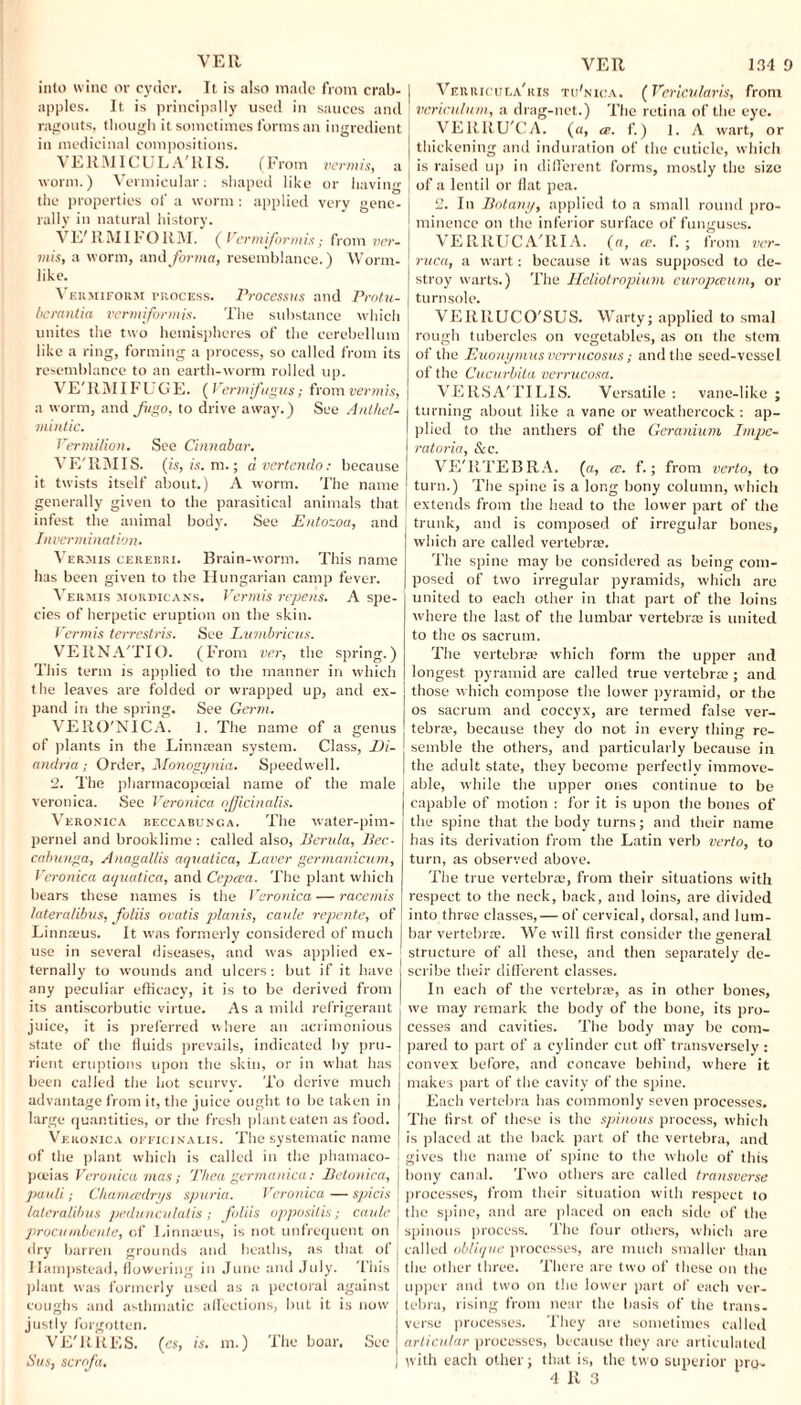 VEll into wine or cyder. It is also made from crab- apples. It is principally used in sauces and ragouts, though it sometimes forms an ingredient in medicinal compositions. VEllMICUL A'RIS. (From vermis, a worm.) Vermicular; shaped like or having the properties of a worm: applied very gene¬ rally in natural history. VI/RMI FORM. ( Verm formis; from ver¬ mis, a worm, and forma, resemblance.) Worm¬ like. Vermiform i-rocess. Processus and Protu- berantia vermiformis. The substance which unites the two hemispheres of the cerebellum like a ring, forming a process, so called from its resemblance to an earth-worm rolled up. VE'RMIFUGE. ( Vermifugus; from vermis, a worm, and fugo, to drive away.) See Anthel¬ mintic. Vermilion. See Cinnabar. VE'RMIS. (is, is. m.; dvertendo: because it twists itself about.) A worm. The name generally given to the parasitical animals that infest the animal body. See Entozoa, and Invemiination. Vermis cerebri. Brain-worm. This name has been given to the Hungarian camp fever. Vermis mordicans. Vermis repens. A spe¬ cies of herpetic eruption on the skin. Vermis terrestris. See Lumbricus. VERNA'TIO. (From ver, the spring.) This term is applied to the manner in which the leaves are folded or wrapped up, and ex¬ pand in the spring. See Germ. VERO'NICA. 1. The name of a genus of plants in the Linnaean system. Class, I)i- andria; Order, Monogynia. Speedwell. 2. The pharmacopoeial name of the male veronica. See Veronica officinalis. Veronica beccabunca. The water-pim¬ pernel and brooklime : called also, Berula, Bee- cabunga, Anagallis aqualica, Laver germanicum, Veronica aquatica, and Cepcea. The plant which bears these names is the Veronica — racemis lateralibus, foliis ovatis plants, caule repente, of Linnreus. It was formerly considered of much use in several diseases, and was applied ex¬ ternally to wounds and ulcers: but if it have any peculiar efficacy, it is to be derived from its antiscorbutic virtue. As a mild refrigerant juice, it is preferred where an acrimonious state of the fluids prevails, indicated by pru¬ rient eruptions upon the skin, or in what has been called the hot scurvy. To derive much advantage from it, the juice ought to be taken in large quantities, or tbe fresh plant eaten as food. Veronica officinalis. The systematic name of the plant which is called in the phamaco- pceias Veronica mas; Thea germanica: Betonica, j pauli; Chameedrys spuria. Veronica—spicis j lateralibus pedunculalis ; foliis oppositis; caule', procumbente, of Linnaeus, is not unfrequent on dry barren grounds and heaths, as that of j Hampstead, flowering in June and July. This j plant was formerly used as a pectoral against j coughs and asthmatic affections, but it is now justly forgotten. VE'RRES. (es, is. m.) The boar. See Sus, sernfa. j VER 134 9 | Vehricula'ris tu'nica. (Vericularis, front J vericulum, a drag-net.) The retina of the eye. VERRU'CA. (a, ce. f.) l. A wart, or j thickening and induration of the cuticle, which | is raised up in different forms, mostly the size | of a lentil or flat pea. 2. In Botany, applied to a small round pro¬ minence on the inferior surface of funguses. VE RllUC A'RIA. (a, ce. f. ; from ver¬ ruca, a wart: because it was supposed to de¬ stroy warts.) The Heliotropium europccum, or turnsole. VERRUCO'SUS. Warty; applied to smal rough tubercles on vegetables, as on the stem of the Euonymus verrucosus; and the seed-vessel of the Cucurbita verrucosa. VERSA'TILIS. Versatile: vane-like; turning about like a vane or weathercock : ap¬ plied to the anthers of the Geranium Impe- ratoria, &c. VE'RTEBRA. (a, <v. f.; from verlo, to turn.) The spine is a long bony column, which extends from the head to the lower part of the trunk, and is composed of irregular bones, which are called vertebrae. The spine may be considered as being com¬ posed of two irregular pyramids, which are united to each other in that part of the loins where the last of the lumbar vertebrae is united to the os sacrum. The vertebrae which form the upper and longest pyramid are called true vertebrae ; and those which compose the lower pyramid, or the os sacrum and coccyx, are termed false ver¬ tebra?, because they do not in every thing re¬ semble the others, and particularly because in the adult state, they become perfectly immove¬ able, while the upper ones continue to be capable of motion : for it is upon the bones of the spine that the body turns; and their name has its derivation from the Latin verb verto, to turn, as observed above. The true vertebra;, from their situations with respect to the neck, hack, and loins, are divided into three classes, — of cervical, dorsal, and lum¬ bar vertebrae. We will first consider the general structure of all these, and then separately de¬ scribe their different classes. In each of the vertebrae, as in other bones, we may remark the body of the bone, its pro¬ cesses and cavities. The body may be com¬ pared to part of a cylinder cut off transversely : convex before, and concave behind, where it makes part of the cavity of the spine. Each vertebra has commonly seven processes. The first, of these is the spinous process, which is placed at the back part of the vertebra, and gives the name of spine to the whole of this bony canal. Two others are called transverse processes, from their situation with respect to the spine, and are placed on each side of the spinous process. The four others, which are called oblique processes, are much smaller than the other three. There are two of these on the upper and two on the lower part of each ver¬ tebra, rising from near the basis of the trans¬ verse processes. They are sometimes called articular processes, because they are articulated with each other; that is, the two superior pro-