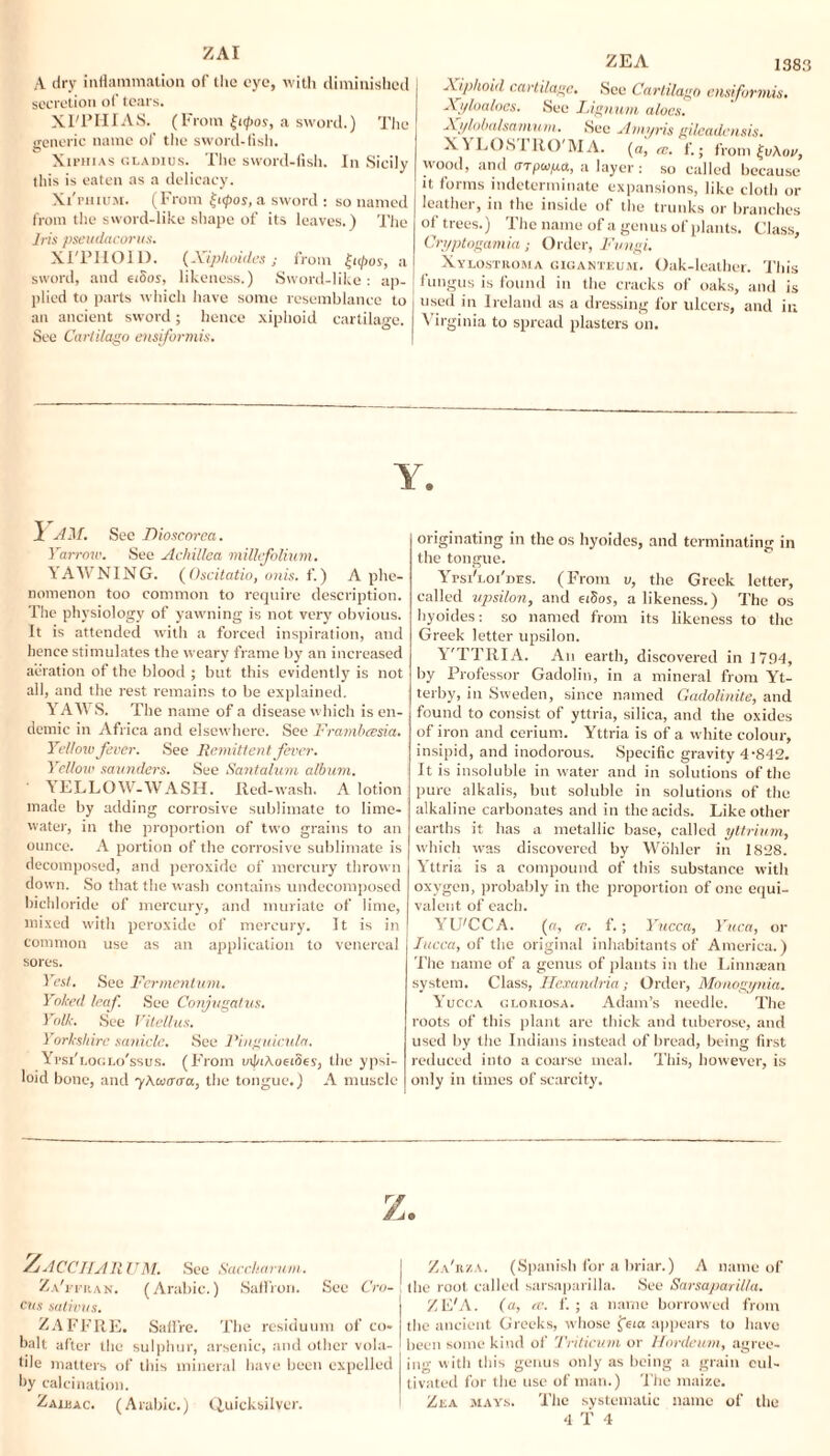 ZAI A dry inflammation of the eye, with diminished secretion of tears. XI'PHIAS. (From a sword.) The generic name of the sword-fish. Xiphias gladius. The sword-fish. In Sicily lliis is eaten as a delicacy. Xi'phium. (From £i(pos, a sword : so named from the sword-like shape of its leaves.) The Jris pseudacorus. XI'PHOID. (Xiphoides; from £upos, a sword, and ei8os, likeness.) Sword-like: ap¬ plied to parts which have some resemblance to an ancient sword; hence xiphoid cartilage. See Cartilago ensformis. ZEA 1383 Xiphoid cartilage. See Cartilago ensiformis. Xyloaloes. See Lignum aloes. Xi/lobalsamum. See Amyris gileadensis. X^ LOS] RO MA. (a, a:, f.; from t^vAov, wood, and arpupa, a layer: so called because it forms indeterminate expansions, like cloth or leather, in the inside of the trunks or branches of trees.) The name of a genus of plants. Class, Cryptogamia; Order, Fungi. Xylosthoma giganteum. Oak-leather. This fungus is found in the cracks of oaks, and is used in Ireland as a dressing for ulcers, and in Virginia to spread plasters on. I AM. See Dioscorea. Yarrow. See Achillea millefolium. YAWNING. (Oscitatio, onis. f.) A phe¬ nomenon too common to require description. The physiology of yawning is not very obvious. It is attended with a forced inspiration, and hence stimulates the weary frame by an increased aeration of the blood ; but this evidently is not all, and the rest remains to be explained. Y AW S. The name of a disease which is en¬ demic in Africa and elsewhere. See Framhcesia. Yellow fever. See Remittent fever. Yellow saunders. See Santalum album. YELLOW-WASH. Red-wash. A lotion made by adding corrosive sublimate to lime- water, in the proportion of two grains to an ounce. A portion of the corrosive sublimate is decomposed, and peroxide of mercury thrown down. So that the wash contains undecomposed bichloride of mercury, and muriate of lime, mixed with peroxide of mercury. It is in common use as an application to venereal sores. Yest. See Fermentum. Yoked leaf See Conjugatus. Yolk. See Vitellus. Yorkshire saniclc. See Pinguicula. Yvsi'loglo'ssus. (From mJ/iAoeioes, the ypsi- loid bone, and yAwocra, the tongue.) A muscle originating in the os hyoidcs, and terminating in the tongue. Ypsi'loi'des. (From v, the Greek letter, called upsilon, and hSos, a likeness.) The os hyoides: so named from its likeness to the Greek letter upsilon. Y'TTIIIA. An earth, discovered in 1794, by Professor Gadolin, in a mineral from Yt- terby, in Sweden, since named Gadolinite, and found to consist of yttria, silica, and the oxides of iron and cerium. Yttria is of a white colour, insipid, and inodorous. Specific gravity 4-842. It is insoluble in water and in solutions of the pure alkalis, but soluble in solutions of the alkaline carbonates and in the acids. Like other earths it has a metallic base, called yttrium, which was discovered by Wohler in 1828. Yttria is a compound of this substance with oxygen, probably in the proportion of one equi¬ valent of each. YU'CCA. (a, cc. f.; Yucca, Yuca, or Yucca, of the original inhabitants of America.) The name of a genus of plants in the Linnaean system. Class, Hexandria; Order, Monogynia. Yucca gloiuosa. Adam’s needle. The roots of this plant are thick and tuberose, and used by the Indians instead of bread, being first reduced into a coarse meal. This, however, is only in times of scarcity. Z.'ACCHARUM. See Saccharum. Za'i-pran. (Arabic.) Saffron. See Cro-\ cus sativus. ZAFFRE. Saffre. The residuum of co¬ balt after the sulphur, arsenic, and other vola- hle matters of this mineral have been expelled by calcination. Zacbac. (Arabic.) Quicksilver. Za'hza. (Spanish for a briar.) A name of the root called sarsaparilla. See Sarsaparilla. ZE'A. (a, tv. f. ; a name borrowed from the ancient Greeks, whose feia appears to have been some kind of Triticum or Hordeum, agree¬ ing with this genus only as being a grain cul¬ tivated for the use of man.) The maize. Zea mays. The systematic name of the