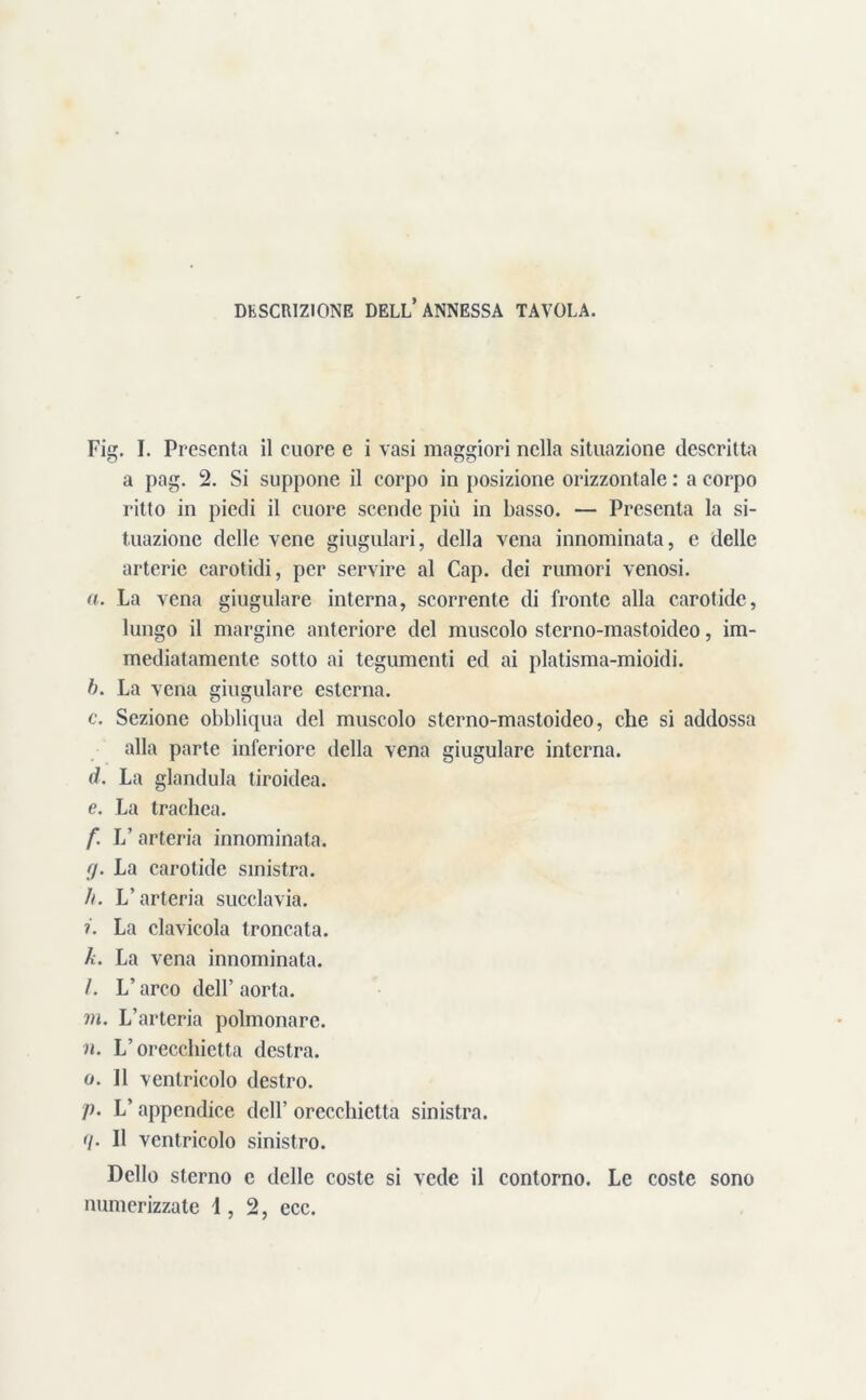 DESCRIZIONE DELL’ANNESSA TAVOLA. Fig. I. Presenta il cuore e i vasi maggiori nella situazione descritta a pag. 2. Si suppone il corpo in posizione orizzontale : a corpo ritto in piedi il cuore scende più in basso. — Presenta la si- tuazione delle vene giugulari, della vena innominata, e delle arterie carotidi, per servire al Cap. dei rumori venosi. a. La vena giugulare interna, scorrente di fronte alla carotide, lungo il margine anteriore del muscolo sterno-mastoidco, im- mediatamente sotto ai tegumenti ed ai platisma-mioidi. b. La vena giugulare esterna. c. Sezione obbliqua del muscolo stcrno-mastoideo, che si addossa alla parte inferiore della vena giugulare interna. </. La gianduia tiroidea. e. La trachea. f. V arteria innominata. fj. La carotide sinistra. h. L’arteria succlavia. ?. La clavicola troncata. k. La vena innominata. /. L’arco dell’ aorta. vi. L’arteria polmonare. n. L’orecchietta destra. o. II ventricolo destro. p. L’ appendice dell’ orecchietta sinistra. <1. Il ventricolo sinistro. Dello sterno e delle coste si vede il contorno. Le coste sono numerizzate 1,2, ecc.