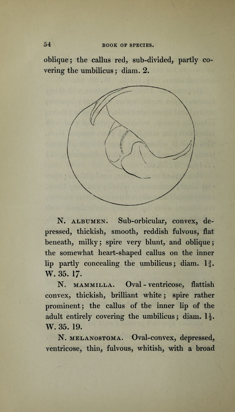 oblique; the callus red, sub-divided, partly co- vering the umbilicus; diam. 2. N, ALBUMEN. Sub-orbicular, convex, de- pressed, thickish, smooth, reddish fulvous, flat beneath, milky; spire very blunt, and oblique; the somewhat heart-shaped callus on the inner lip partly concealing the umbilicus; diam. If. W. 35. 17. N. MAMMILLA. Oval - vcutricose, flattish convex, thickish, brilliant white; spire rather prominent; the callus of the inner lip of the adult entirely covering the umbilicus; diam. IJ. W. 35. 19. N. MELANOSTOMA. Oval-couvcx, depressed, ventricose, thin, fulvous, whitish, with a broad