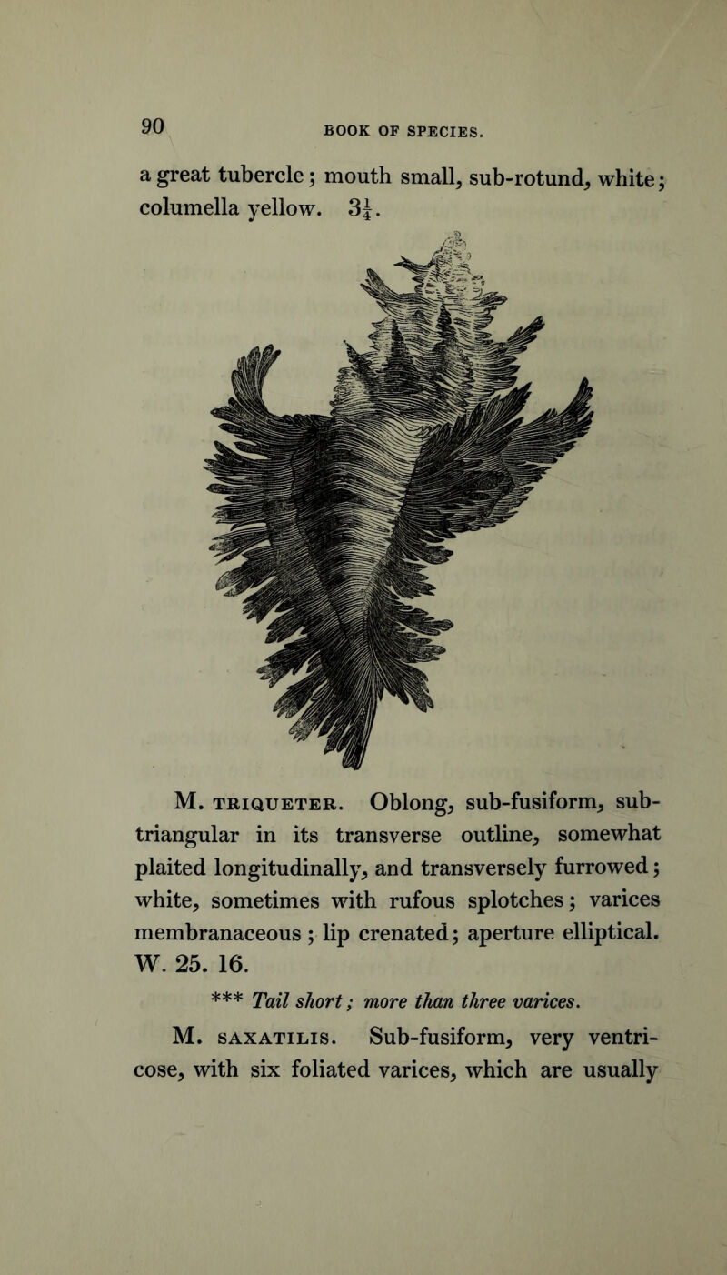 a great tubercle; mouth small, sub-rotund, white; columella yellow. SJ. M. TRiQUETER. Oblong, sub-fusiform, sub- triangular in its transverse outline, somewhat plaited longitudinally, and transversely furrowed; white, sometimes with rufous splotches; varices membranaceous; lip crenated; aperture elliptical, W. 25. 16. *** Tail short; more than three varices. M. sAXATiLis. Sub-fusiform, very ventri- cose, with six foliated varices, which are usually