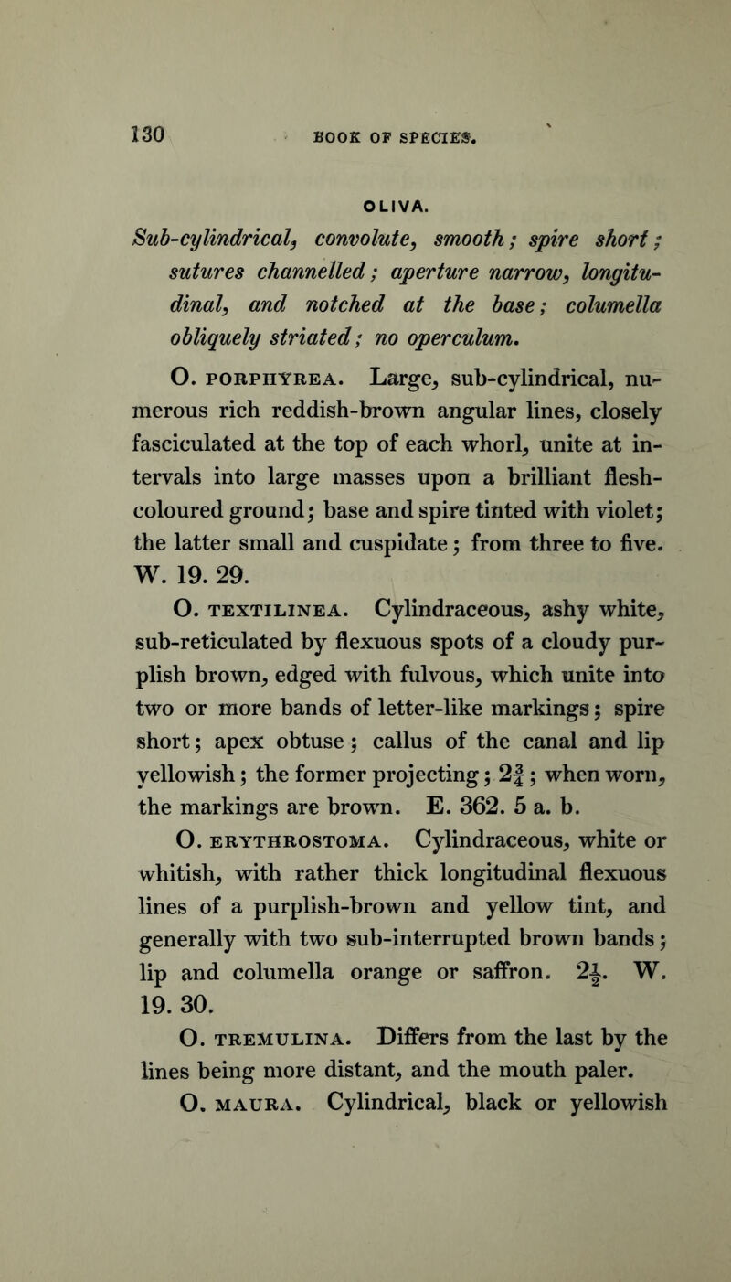 OLIVA. Sub-cylindricaly convolute, smooth; spire short; sutures channelled; aperture narrow, longitu- dinal, and notched at the base; columella obliquely striated; no operculum, O. PORPHYREA. Large, sub-cylindrical, nu- merous rich reddish-brown angular lines, closely fasciculated at the top of each whorl, unite at in- tervals into large masses upon a brilliant flesh- coloured ground j base and spire tinted with violet; the latter small and cuspidate; from three to five. W. 19. 29. O. TEXTiLiNEA. Cylindraccous, ashy white, sub-reticulated by flexuous spots of a cloudy pur- plish brown, edged with fulvous, which unite into two or more bands of letter-like markings; spire short; apex obtuse; callus of the canal and lip yellowish; the former projecting; 2|; when worn, the markings are brown. E. 362. 5 a. b. O. ERYTHROSTOMA. Cylindraceous, white or whitish, with rather thick longitudinal flexuous lines of a purplish-brown and yellow tint, and generally with two sub-interrupted brown bands; lip and columella orange or saffron. 2i. W. 19. 30. O. TREMULiNA. Differs from the last by the lines being more distant, and the mouth paler. O. MAURA. Cylindrical, black or yellowish