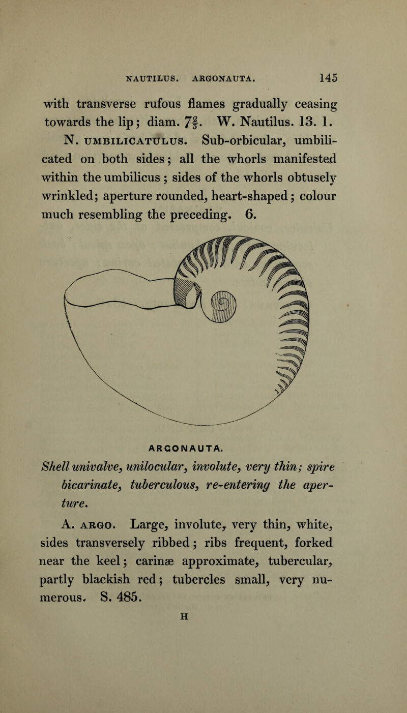 with transverse rufous flames gradually ceasing towards the lip; diam. 7f* W. Nautilus. 13. 1. N. UMBILICATULUS. Sub-orhicular, umbili- cated on both sides; all the whorls manifested within the umbilicus ; sides of the whorls obtusely wrinkled; aperture rounded^ heart-shaped; colour much resembling the preceding. 6. ARGONAUTA. Shell univalve, unilocular, involute, very thin; spire bicarinate, tuberculous, re-entering the aper- ture, A. ARGO. Large, involute, very thin, white, sides transversely ribbed; ribs frequent, forked near the keel; carinae approximate, tubercular, partly blackish red; tubercles small, very nu- merous. S. 485. H