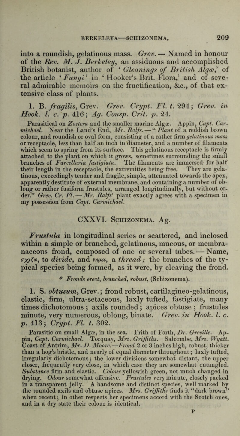 into a roundish, gelatinous mass. Grev. — Named in honour of the Rev. M. J. Berkeley, an assiduous and accomplished British botanist, author of 6 Gleanings of British Alga] of the article 6 Fungi ’ in ‘ Hooker’s Biit. Flora,’ and of seve- ral admirable memoirs on the fructification, &c., of that ex- tensive class of plants. 1. B. fragilis, Grev. Grev. Crypt. FI. t. 294; Grev. in Hook. 1. c. p. 416; Ag. Consp. Crit. p. 24. Parasitical on Zostera and the smaller marine Algae. Appin, Capt. Car- michael. Near the Land’s End, Mr. Ralfs. — “ Plant of a reddish brown colour, and roundish or oval form, consisting of a rather firm gelatinous mass or receptacle, less than half an inch in diameter, and a number of filaments which seem to spring from its surface. This gelatinous receptacle is firmly attached to the plant on which it grows, sometimes surrounding the small branches of Furcellaria fastigiata. The filaments are immersed for half their length in the receptacle, the extremities being free. They are gela- tinous, exceedingly tender and fragile, simple, attenuated towards the apex, apparently destitute of external membrane, and containing a number of ob- long or rather fusiform frustules, arranged longitudinally, but without or- der.” Grev. Cr. FI. — Mr. Ralfs’ plant exactly agrees with a specimen in my possession from Capt. Carmichael. CXXVI. SCHIZONEMA. Ag. Frustula in longitudinal series or scattered, and inclosed within a simple or branched, gelatinous, mucous, or membra- naceous frond, composed of one or several tubes. — Name, to divide, and vY\y.a, a thread; the branches of the ty- pical species being formed, as it were, by cleaving the frond. * Fronds erect, branched, robust, (Schizonema). 1. S. obtusum, Grev.; frond robust, cartilagineo-gelatinous, elastic, firm, ultra-setaceous, laxly tufted, fastigiate, many times dichotomous ; axils rounded ; apices obtuse ; frustules minute, very numerous, oblong, binate. Grev. in Hook. 1. c. p. 413; Crypt. FI. t. 302. Parasitic on small Alg®, in the sea. Frith of Forth, Dr. Greville. Ap- pin, Capt. Carmichael. Torquay, Mrs. Griffiths. Salcombe, Mrs. Wyatt. Coast of Antrim, Mr. D. Moore.—Frond 2 or 3 inches high, robust, thicker than a hog’s bristle, and nearly of equal diameter throughout; laxly tufted, irregularly dichotomous; the lower divisions somewhat distant, the upper closer, frequently very close, in which case they are somewhat entangled. Substance firm and elastic. Colour yellowish green, not much changed in drying. Odour somewhat offensive. Frustules very minute, closely packed in a transparent jelly. A handsome and distinct species, well marked by the rounded axils and obtuse apices. Mrs. Griffiths finds it “dark brown” when recent; in other respects her specimens accord with the Scotch ones, and in a dry state their colour is identical. P