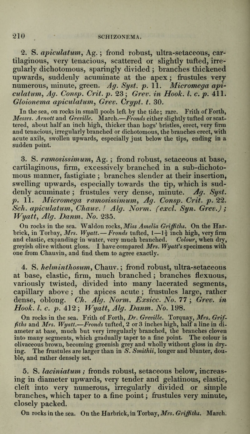 2. S. apiculatum, Ag.; frond robust, ultra-setaceous, car- tilaginous, very tenacious, scattered or slightly tufted, irre- gularly dichotomous, sparingly divided; branches thickened upwards, suddenly acuminate at the apex; frustules very numerous, minute, green. Ag. Syst. p. 11. Micromega api- culatum, Ag. Consp. Crit. p. 23; Grev. in Hook. 1. c. p. 411. Gloionema apiculatum, Grev. Crypt, t. 30. In the sea, on rocks in small pools left by the tide; rare. Frith of Forth, Messrs. Arnott and Greville. March.—Fronds either slightly tufted or scat- tered, about half an inch high, thicker than hogs’ bristles, erect, very firm and tenacious, irregularly branched or dichotomous, the branches erect, with acute axils, swollen upwards, especially just below the tips, ending in a sudden point. 3. S. ramosissimum, Ag. ; frond robust, setaceous at base, cartilaginous, firm, excessively branched in a sub-dichoto- mous manner, fastigiate ; branches slender at their insertion, swelling upwards, especially towards the tip, which is sud- denly acuminate ; frustules very dense, minute. Ag. Syst. p. 11. Micromega ramosissimum, Ag. Consp. Crit. p. 22. Sch. apiculatum, Chauv. ! Alg. Norm, fexcl. Syn. Grev.); Wyatt, Alg. Danm. No. 235. On rocks in the sea. Waldon rocks,Miss Amelia Griffiths. On the Har- brick, in Torbay, Mrs. Wyatt.—Fronds tufted, l—li inch high, very firm and elastic, expanding in water, very much branched. Colour, when dry, greyish olive without gloss. I have compared Mrs. Wyatt's specimens with one from Chauvin, and find them to agree exactly. 4. S. helmintliosum, Chauv.; frond robust, ultra-setaceous at base, elastic, firm, much branched; branches flexuous, variously twisted, divided into many lacerated segments, capillary above ; the apices acute ; frustules large, rather dense, oblong. Cli. Alg. Norm. Exsicc. No. 77 ; Grev. in Hook. 1. c. p. 412; Wyatt, Alg. Danm. No. 198. On rocks in the sea. Frith of Forth, Dr. Greville. Torquay, Mrs. Grif- fiths and Mrs. Wyatt.—Fronds tufted, 2 or 3 inches high, half a line in di- ameter at base, much but very irregularly branched, the branches cloven into many segments, which gradually taper to a fine point. The colour is olivaceous brown, becoming greenish grey and wholly without gloss in dry- ing. The frustules are larger than in S. Smithii, longer and blunter, dou- ble, and rather densely set. 5. S. laciniatum; fronds robust, setaceous below, increas- ing in diameter upwards, very tender and gelatinous, elastic, cleft into very numerous, irregularly divided or simple branches, which taper to a fine point; frustules very minute, closely packed. On rocks in the sea. On the Harbrick, in Torbay, Mrs. Griffiths. March.