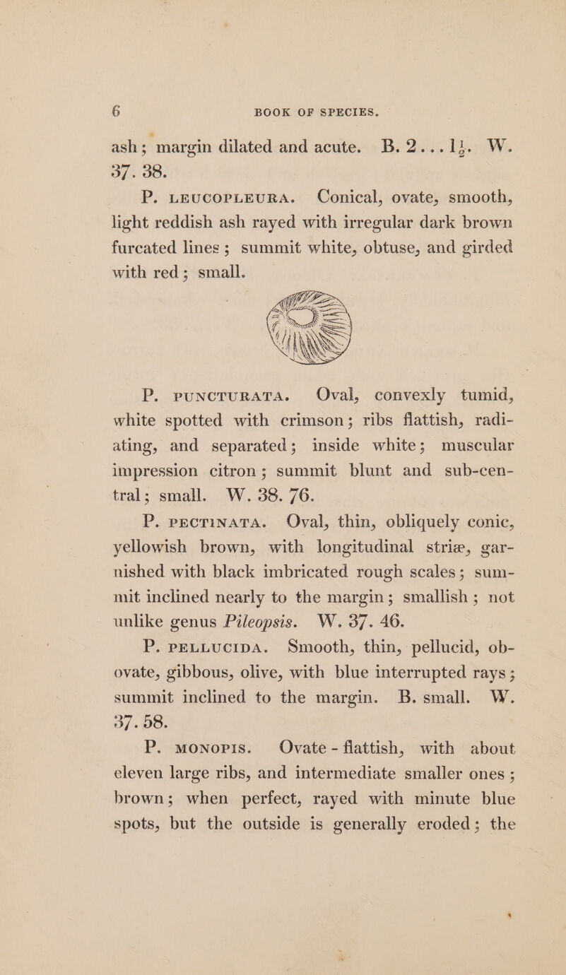 ash; margin dilated and acute. B.2...13. W. 37. 38. P. LEUCOPLEURA. Conical, ovate, smooth, light reddish ash rayed with irregular dark brown furcated lines; summit white, obtuse, and girded with red; small. P. puncTuRATA. Oval, convexly tumid, white spotted with crimson; ribs flattish, radi- ating, and separated; inside white; muscular impression citron; summit blunt and sub-cen- tral; small. W. 38. 76. P. prominaTa. Oval, thin, obliquely conic, yellowish brown, with longitudinal striz, gar- nished with black imbricated rough scales; sum- mit inclined nearly to the margin; smallish ; not unlike genus Pileopsis. W. 37. 46. P. peELLUCIDA. Smooth, thin, pellucid, ob- ovate, gibbous, olive, with blue interrupted rays ; summit inclined to the margin. B. small. W. 37. 98. P. monopis. Ovate - flattish, with about eleven large ribs, and intermediate smaller ones ; brown; when perfect, rayed with minute blue spots, but the outside is generally eroded; the