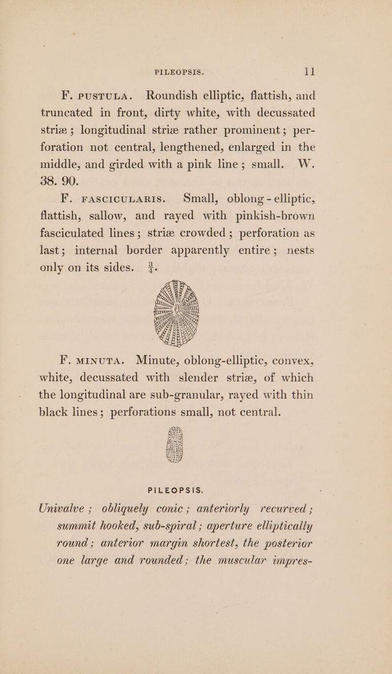 PILEOPSIS. 1] F. pustuLA. Roundish elliptic, flattish, and truncated in front, dirty white, with decussated strie ; longitudinal striz rather prominent; per- foration not central, lengthened, enlarged in the middle, and girded with a pink line; small. W. 38. 90. F. FASCICULARIS. Small, oblong - elliptic, flattish, sallow, and rayed with pinkish-brown fasciculated lines; striee crowded ; perforation as last; internal border apparently entire; nests only on its sides. #. F. minuta. Minute, oblong-elliptic, convex, white, decussated with slender strie, of which the longitudinal are sub-granular, rayed with thin black lines; perforations small, not central. PILEOPSIS. Univalve ; obliquely conic ; anteriorly recurved ; summit hooked, sub-spiral ; aperture elliptically round ; anterior margin shortest, the posterior one large and rounded; the muscular impres-