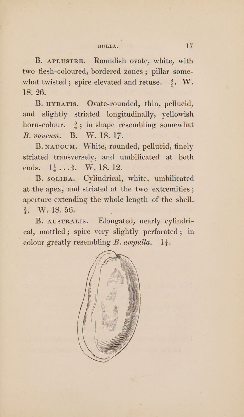 BULLA. | ies B. apLustrRE. Roundish ovate, white, with two flesh-coloured, bordered zones ; pillar some- what twisted ; spire elevated and retuse. 2. W. 18. 26. B. nypaTis. Ovate-rounded, thin, pellucid, and slightly striated longitudinally, yellowish horn-colour. $5; in shape resembling somewhat B: naucum. B. W..18. 17. | B.navucum. White, rounded, pellucid, finely striated transversely, and umbilicated at both ends» i428) “Wo Se l2. B. sotipa. Cylindrical, white, umbilicated at the apex, and striated at the two extremities ; aperture extending the whole length of the shell. 2. W. 18. 56. B. AusTRALIS. Elongated, nearly cylindri- cal, mottled; spire very slightly perforated; in colour greatly resembling B. ampulla. 14. Se ——“£ Se = ros ———— ee ————————— SS >= SSS SSE