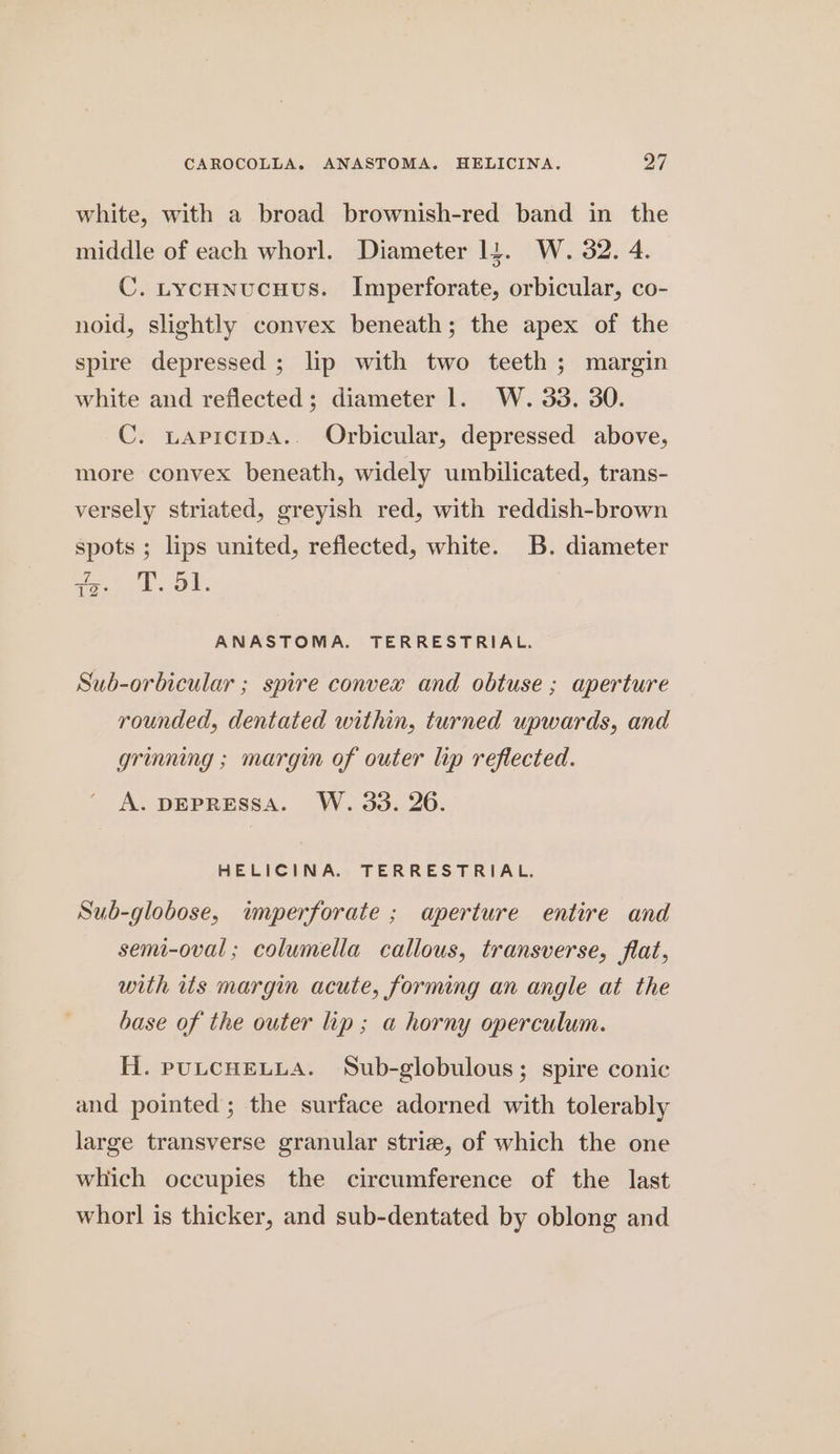 white, with a broad brownish-red band in the middle of each whorl. Diameter 13. W. 32. 4. C. tycHnucuus. Imperforate, orbicular, co- noid, slightly convex beneath; the apex of the spire depressed ; lip with two teeth; margin white and reflected; diameter 1. W. 33. 30. C. tapicipa.. Orbicular, depressed above, more convex beneath, widely umbilicated, trans- versely striated, greyish red, with reddish-brown spots ; lips united, reflected, white. B. diameter ag. T. 951. ANASTOMA. TERRESTRIAL. Sub-orbicular ; spire convex and obtuse ; aperture rounded, dentated within, turned upwards, and grinning ; margin of outer lip reflected. A. DEPRESSA. W. 33. 26. HELICINA. TERRESTRIAL. Sub-globose, imperforate ; aperture entire and semi-oval; columella callous, transverse, flat, with its margin acute, forming an angle at the base of the outer ip; a horny operculum. H. pULCHELLA. Sub-globulous; spire conic and pointed ; the surface adorned with tolerably large transverse granular striz, of which the one which occupies the circumference of the last whorl is thicker, and sub-dentated by oblong and