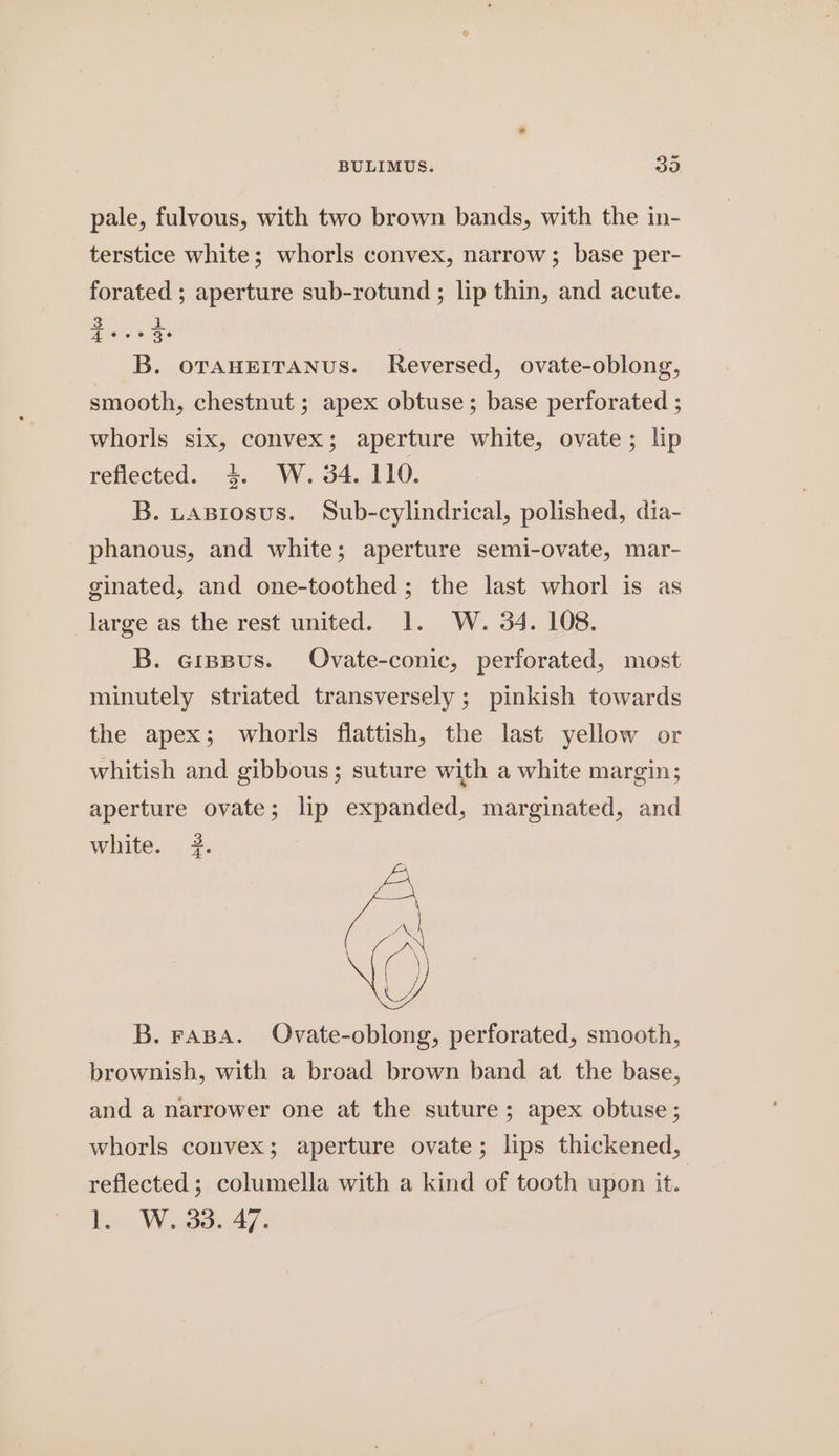 pale, fulvous, with two brown bands, with the in- terstice white; whorls convex, narrow; base per- forated ; aperture sub-rotund ; lip thin, and acute. 3 1 es es B. oranerranus. Reversed, ovate-oblong, smooth, chestnut ; apex obtuse; base perforated ; whorls six, convex; aperture white, ovate; lip reflected. 4. W. 34. 110. B. uAsiosus. Sub-cylindrical, polished, dia- phanous, and white; aperture semi-ovate, mar- ginated, and one-toothed; the last whorl is as large as the rest united. 1. W. 34. 108. B. eippus. Ovate-conic, perforated, most minutely striated transversely ; pinkish towards the apex; whorls flattish, the last yellow or whitish and gibbous; suture with a white margin; aperture ovate; lip expanded, marginated, and white. 3. B. rFaBA. Ovate-oblong, perforated, smooth, brownish, with a broad brown band at the base, and a narrower one at the suture; apex obtuse ; whorls convex; aperture ovate; lips thickened, reflected; columella with a kind of tooth upon it. 1. W. 33. 47.