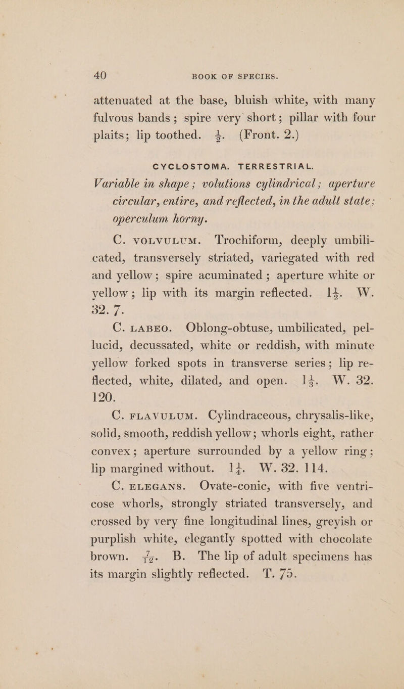 attenuated at the base, bluish white, with many fulvous bands; spire very short; pillar with four plaits; lip toothed. 4. (Front. 2.) CYCLOSTOMA. TERRESTRIAL. Variable in shape ; volutions cylindrical; aperture circular, entire, and reflected, in the adult state; operculum horny. C. votvuttm. ‘Trochiform, deeply umbili- cated, transversely striated, variegated with red and yellow; spire acuminated ; aperture white or yellow ; lip with its margin reflected. 13. W. Bo ifn C. pABEO. Oblong-obtuse, umbilicated, pel- lucid, decussated, white or reddish, with minute yellow forked spots in transverse series; lip re- flected, white, dilated, and open. 14. W. 32. 120. C. FLAVULUM. Cylindraceous, chrysalis-like, solid, smooth, reddish yellow; whorls eight, rather convex; aperture surrounded by a yellow ring; lip margined without. 14. W. 32. 114. C. ELEGANS. Ovate-conic, with five ventri- cose whorls, strongly striated transversely, and crossed by very fine longitudinal lines, greyish or purplish white, elegantly spotted with chocolate brown. 7g. B. The lip of adult specimens has its margin slightly reflected. T. 75.