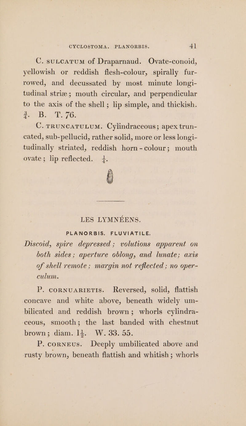 C. sutcatum of Draparnaud. Ovate-conoid, yellowish or reddish flesh-colour, spirally fur- rowed, and decussated by most minute longi- tudinal striz; mouth circular, and perpendicular to the axis of the shell; lip simple, and thickish. ee BP 76: C. rRuncatuLuM. Cylindraceous; apex trun- cated, sub-pellucid, rather solid, more or less longi- tudinally striated, reddish horn-colour; mouth ovate; lip reflected. 4. LES LYMNEENS. PLANORBIS. FLUVIATILE. Discoid, spire depressed ; volutions apparent on both sides; aperture oblong, and lunate; axis of shell remote; margin not reflected ; no oper- culum. P. CORNUARIETIS. Reversed, solid, flattish concave and white above, beneath widely um- bilicated and reddish brown; whorls cylindra- ceous, smooth; the last banded with chestnut brown; diam. 14. W. 33. 55. P. cornEus. Deeply umbilicated above and rusty brown, beneath flattish and whitish ; whorls