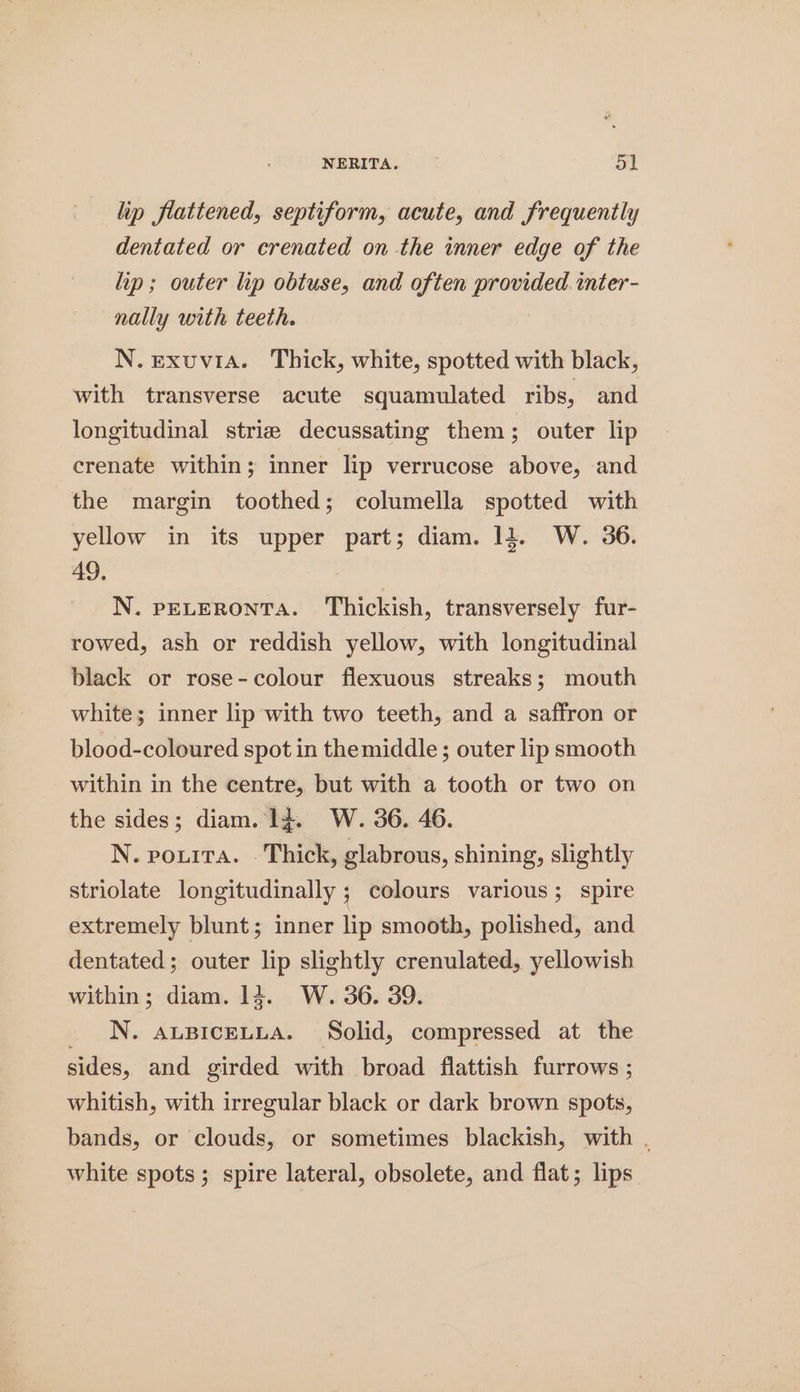 lip flattened, septiform, acute, and frequently dentated or crenated on the inner edge of the lip; outer lip obtuse, and often provided. inter- nally with teeth. N.exuvia. Thick, white, spotted with black, with transverse acute squamulated ribs, and longitudinal strie decussating them; outer lip crenate within; inner lip verrucose above, and the margin toothed; columella spotted with yellow in its upper part; diam. li. W. 36. 49, N. pereronra. Thickish, transversely fur- rowed, ash or reddish yellow, with longitudinal black or rose-colour flexuous streaks; mouth white; inner lip with two teeth, and a saffron or blood-coloured spot in themiddle ; outer lip smooth within in the centre, but with a tooth or two on the sides; diam. 1d. W. 36. 46. N. pourra. Thick, glabrous, shining, slightly striolate longitudinally ; colours various; spire extremely blunt; inner lip smooth, polished, and dentated; outer lip slightly crenulated, yellowish within; diam. 14. W. 36. 39. _ N. auspicentia. Solid, compressed at the sides, and girded with broad flattish furrows ; whitish, with irregular black or dark brown spots, bands, or clouds, or sometimes blackish, with . white spots; spire lateral, obsolete, and flat; lips