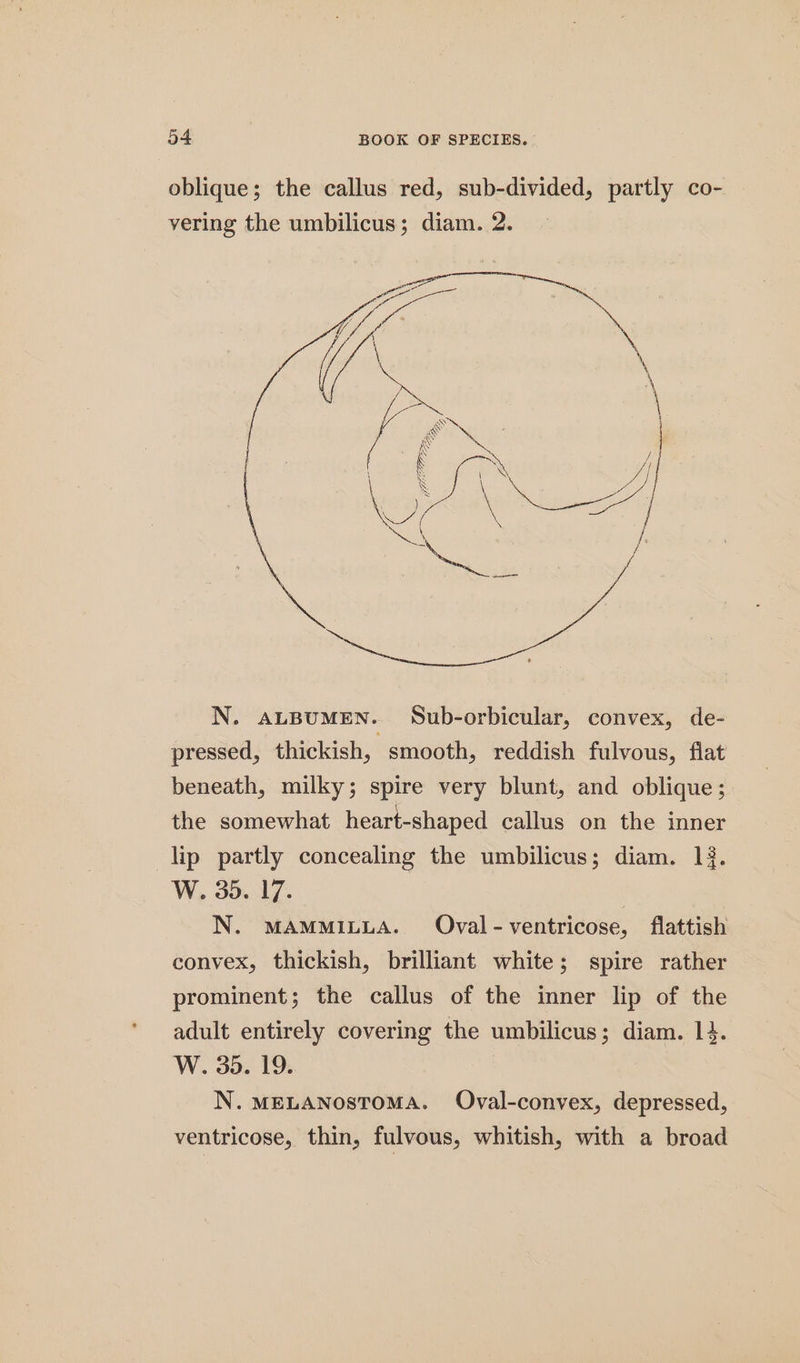 oblique; the callus red, sub-divided, partly co- vering the umbilicus; diam. 2. N. ALBUMEN. Sub-orbicular, convex, de- pressed, thickish, smooth, reddish fulvous, flat beneath, milky; spire very blunt, and oblique; the somewhat heart-shaped callus on the inner lip partly concealing the umbilicus; diam. 13. W. 305. 17. N. MAMMILLA. Oval-ventricose, flattish convex, thickish, brilliant white; spire rather prominent; the callus of the inner lip of the adult entirely covering the umbilicus; diam. 14. W. 35. 19. N.MELANOSTOMA. Oval-convex, depressed, ventricose, thin, fulvous, whitish, with a broad