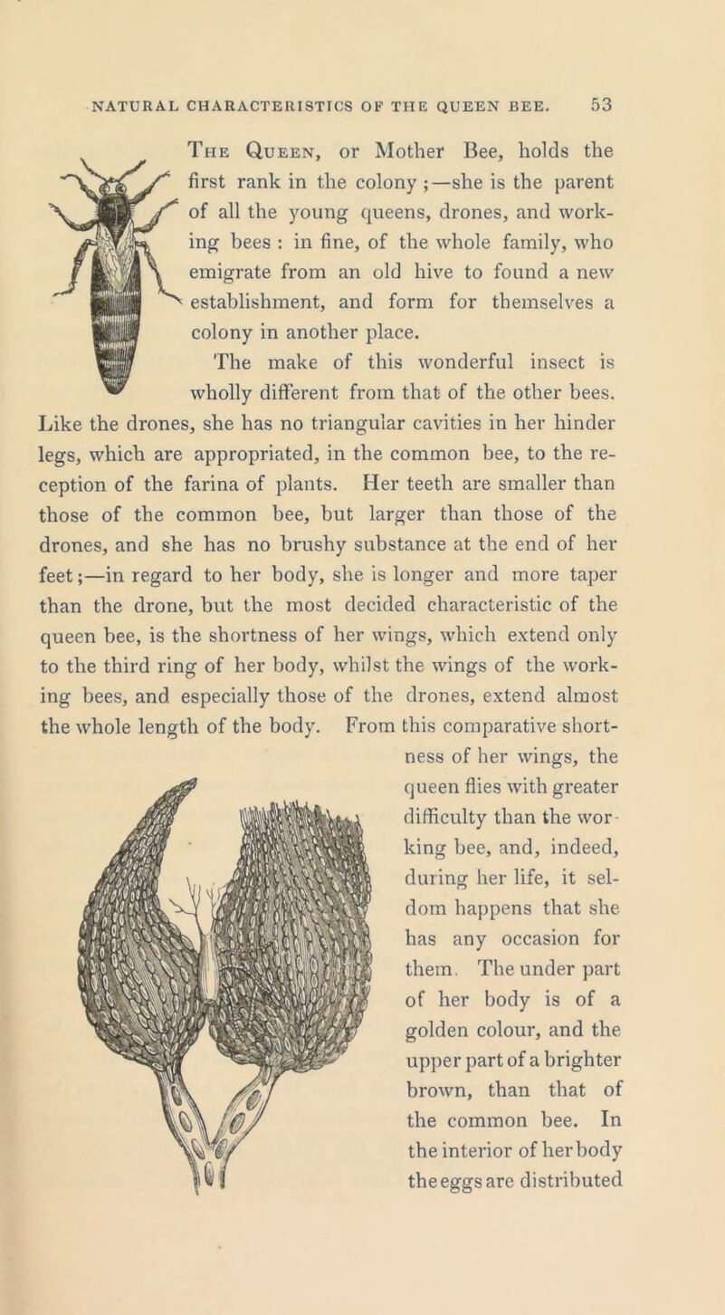 The Queen, or Mother Bee, holds the first rank in the colony ;—she is the parent of all the young queens, drones, and work- ing bees : in fine, of the whole family, who emigrate from an old hive to found a new establishment, and form for themselves a colony in another place. The make of this wonderful insect is wholly different from that of the other bees. Like the drones, she has no triangular cavities in her hinder legs, which are appropriated, in the common bee, to the re- ception of the farina of plants. Her teeth are smaller than those of the common bee, but larger than those of the drones, and she has no brushy substance at the end of her feet;—in regard to her body, she is longer and more taper than the drone, but the most decided characteristic of the queen bee, is the shortness of her wings, which extend only to the third ring of her body, whilst the wings of the work- ing bees, and especially those of the drones, extend almost the whole length of the body. From this comparative short- ness of her wings, the queen flies with greater difficulty than the wor king bee, and, indeed, during her life, it sel- dom happens that she has any occasion for them. The under part of her body is of a golden colour, and the upper part of a brighter brown, than that of the common bee. In the interior of her body the eggs are distributed