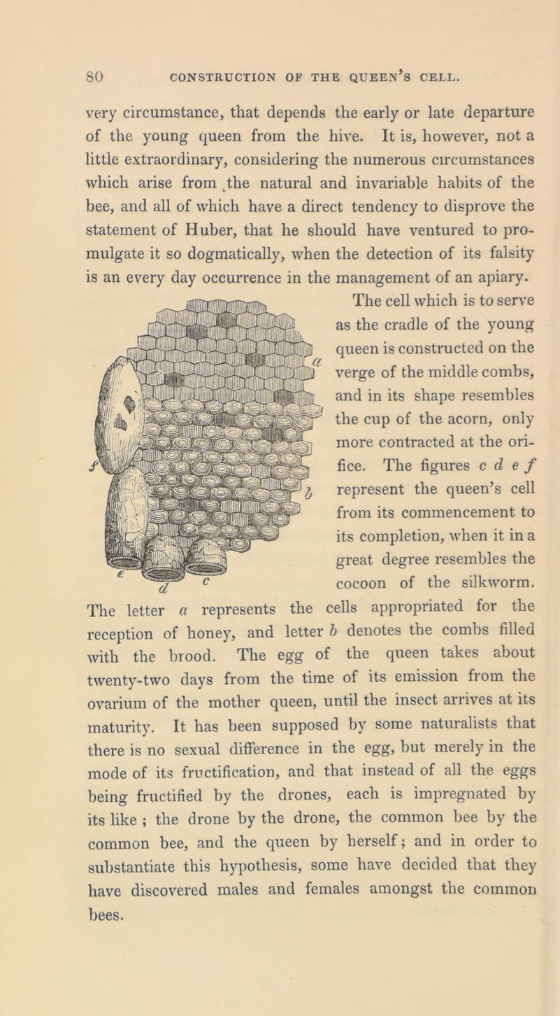 very circumstance, that depends the early or late departure of the young queen from the hive. It is, however, not a little extraordinary, considering the numerous circumstances which arise from the natural and invariable habits of the bee, and all of which have a direct tendency to disprove the statement of Huber, that he should have ventured to pro- mulgate it so dogmatically, when the detection of its falsity is an every day occurrence in the management of an apiary. The cell which is to serve as the cradle of the young queen is constructed on the verge of the middle combs, and in its shape resembles the cup of the acorn, only more contracted at the ori- fice. The figures c d e f represent the queen’s cell from its commencement to its completion, when it in a great degree resembles the cocoon of the silkworm. d The letter a represents the cells appropriated for the reception of honey, and letter b denotes the combs filled with the brood. The egg of the queen takes about twenty-two days from the time of its emission from the ovarium of the mother queen, until the insect arrives at its maturity. It has been supposed by some naturalists that there is no sexual difference in the egg, but merely in the mode of its fructification, and that instead of all the eggs being fructified by the drones, each is impregnated by its like ; the drone by the drone, the common bee by the common bee, and the queen by herself; and in order to substantiate this hypothesis, some have decided that they have discovered males and females amongst the common bees.