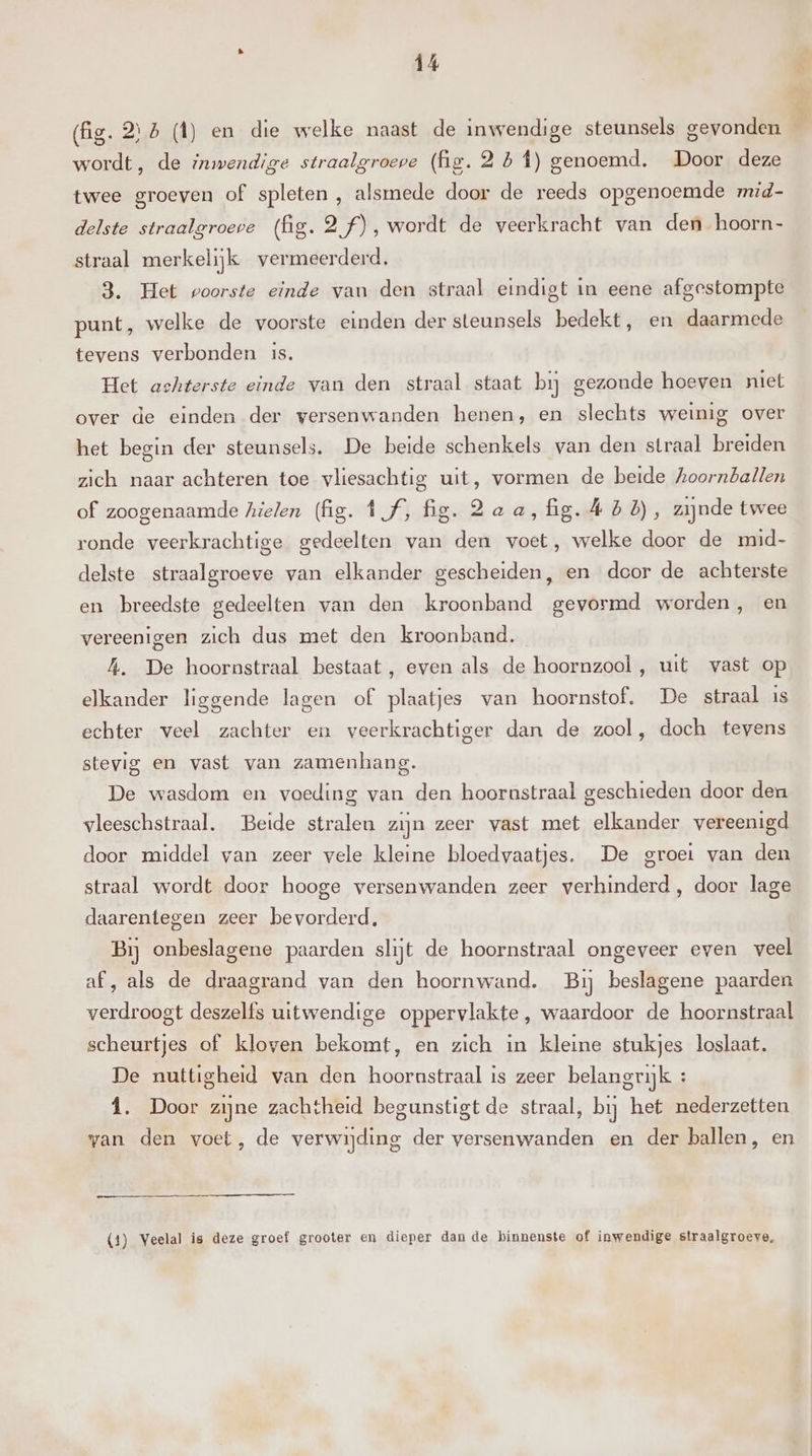 (fg. 25 (1) en die welke naast de inwendige steunsels gevonden wordt, de inwendige straalgroepe (fis. 25 Î) genoemd. Door deze twee groeven of spleten , alsmede door de reeds opgenoemde mid- delste straalgroeve (fig. 2f), wordt de veerkracht van den hoorn- straal merkelijk vermeerderd. 3. Het voorste einde van den straal eindigt in eene afgestompte punt, welke de voorste einden der steunsels bedekt, en daarmede tevens verbonden is. Het achterste einde van den straal staat bij gezonde hoeven niet over de einden der versenwanden henen, en slechts weinig over het begin der steunsels. De beide schenkels van den straal breiden zich naar achteren toe vliesachtig uit, vormen de beide hoornballen of zoogenaamde hielen (fig. ff, fig. 2aa,fig. 4 55), zijnde twee ronde veerkrachtige gedeelten van den voet, welke door de mid- delste straalgroeve van elkander gescheiden, en door de achterste en breedste gedeelten van den kroonband gevormd worden, en vereenigen zich dus met den kroonband. A. De hoornstraal bestaat, even als de hoornzool , uit vast op elkander liggende lagen of plaatjes van hoornstof. De straal Is echter veel zachter en veerkrachtiger dan de zool, doch tevens stevig en vast van zamenhan g. De wasdom en voeding van den hoorustraal geschieden door den vleeschstraal. Beide stralen zijn zeer vast met elkander vereenigd door middel van zeer vele kleine bloedvaatjes. De groei van den straal wordt door hooge versenwanden zeer verhinderd, door lage daarentegen zeer bevorderd, Bij onbeslagene paarden slijt de hoornstraal ongeveer even veel af, als de draagrand van den hoornwand. Bij beslagene paarden verdroogt deszelfs uitwendige oppervlakte, waardoor de hoornstraal scheurtjes of kloven bekomt, en zich in kleine stukjes loslaat. De nuttigheid van den hoornstraal is zeer belangrijk : 1. Door zijne zachtheid begunstigt de straal, bij het nederzetten van den voet, de verwijding der versenwanden en der ballen, en (4) Veelal is deze groef grooter en dieper dan de binnenste of inwendige straalgroeve, WS. Pe,