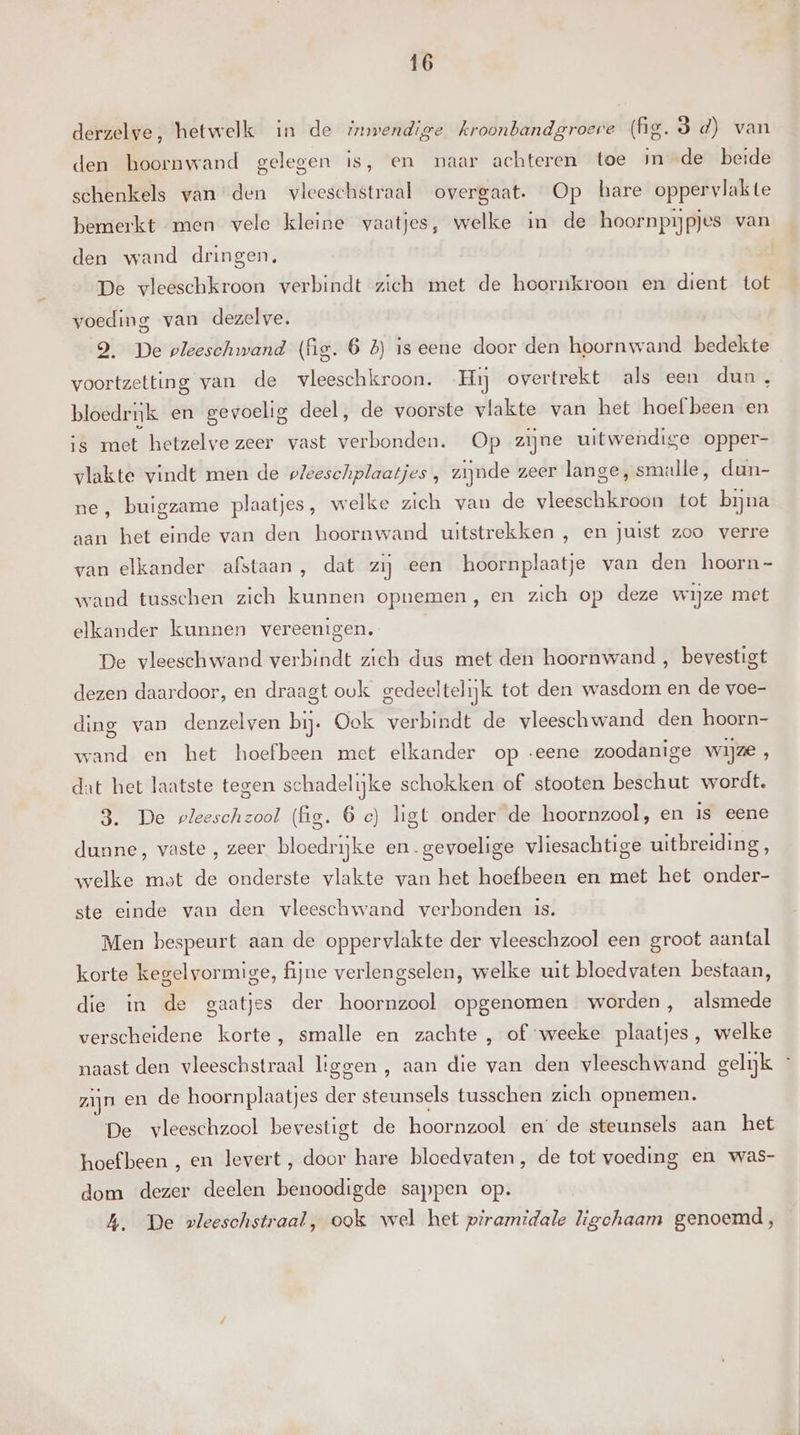 derzelve, hetwelk in de rmwendige kroonbandgroere (ig. 3 d) van den hoornwand gelegen is, en maar achteren toe in de beide schenkels van den vleeschstraal overgaat. Op hare oppervlakte bemerkt men vele kleine vaatjes, welke in de hoornpijpjes van den wand dringen, De vleeschkroon verbindt zich met de hoornkroon en dient tot voeding van dezelve. 9. De pleeschwand (ig. 6 5) is eene door den hoornwand bedekte voortzetting van de vleeschkroon. Hij overtrekt als een dun, bloedruk en gevoelig deel, de voorste vl lakte van het hoef been en is met hetzelve zeer vast Battecdleeh Op zijne uitwendige opper- vlakte vindt men de pleeschplaatjes , zijnde zeer lange, smalle, dun- ne, buigzame plaatjes, welke zich van de vleeschkroon tot bijna aan het einde van den hoornwand uitstrekken , en juist zoo verre van elkander afstaan, dat zij een hoornplaatje van den hoorn- wand tusschen zich kunnen opnemen, en zich op deze wijze met elkander kunnen vereenigen. De vleeschwand verbindt zich dus met den hoornwand , bevestigt dezen daardoor, en draagt ouk gedeeltelijk tot den wasdom en de voe- ding van denzelven bij. Ook verbindt de vleeschwand den hoorn- wand en het hoefbeen met elkander op eene zoodanige wijze , dat het laatste tegen schadelijke schokken of stooten beschut wordt. 3. De pleeschzool (fig. 6 ce) ligt onder de hoornzool, en is eene dunne, vaste , zeer bloedrijke en.gevoelige vliesachtige uitbreiding, welke most de onderste vlakte van het hoefbeen en met het onder- ste einde van den vleeschwand verbonden is. Men bespeurt aan de oppervlakte der vleeschzool een groot aantal korte kegelvormige, fijne verlengselen, welke uit bloedvaten bestaan, die in de gaatjes der hoornzool opgenomen worden, alsmede verscheidene korte, smalle en zachte , of ‘weeke plaatjes, welke naast den Meese liggen , aan die van den vleeschywand gelijk - zijn en de hoornplaatjes der steunsels tusschen zich opnemen. De vleeschzool bevestigt de hoornzool en: de steunsels aan het hoefbeen , en levert, door hare bloedvaten, de tot voeding en was- dom dezer deelen benoodigde sappen op. A. De vleeschstraal, ook wel het piramidale ligchaam genoemd,