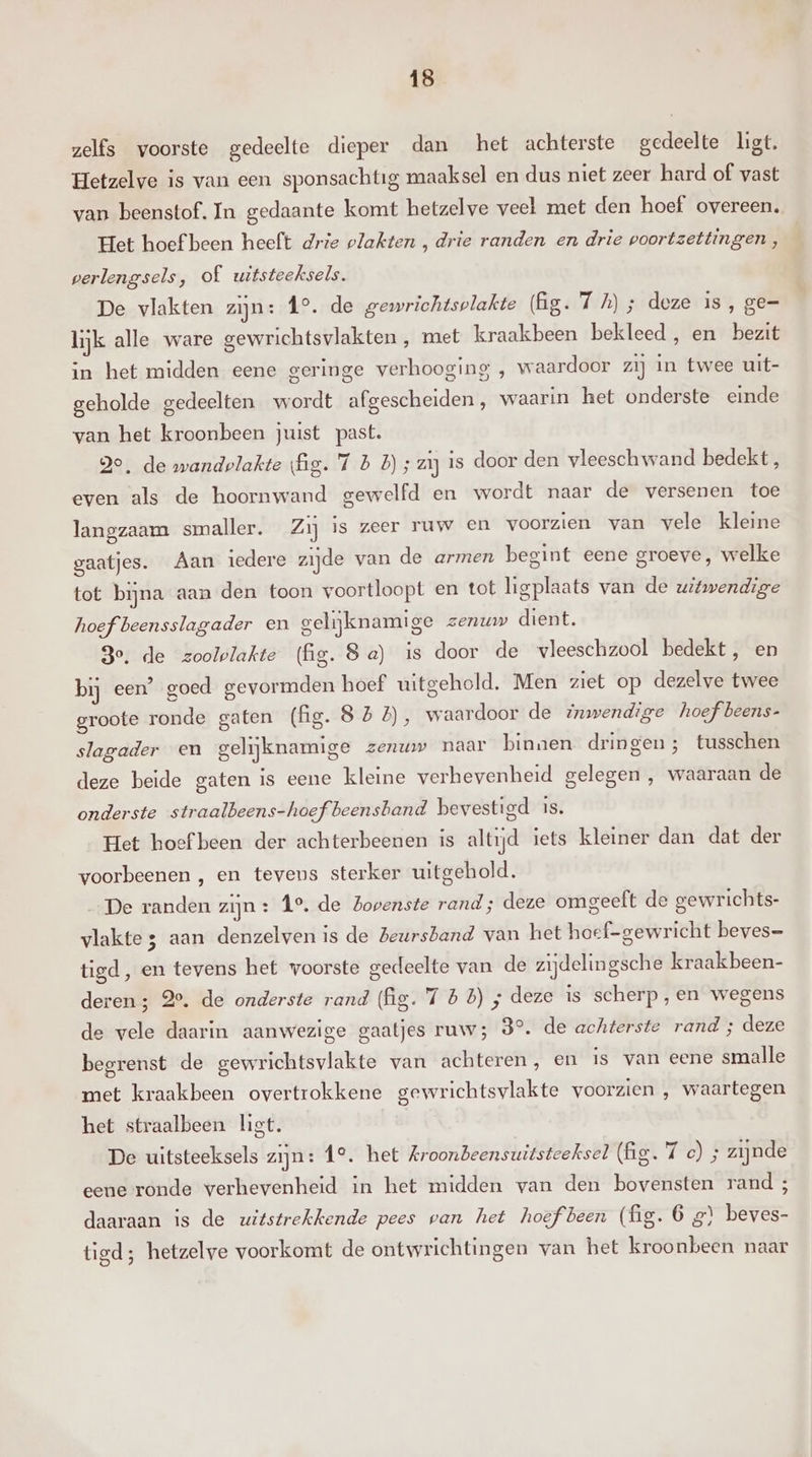 zelfs voorste gedeelte dieper dan het achterste gedeelte ligt. Hetzelve is van een sponsachtig maaksel en dus niet zeer hard of vast van beenstof. In gedaante komt hetzelve veel met den hoef overeen. Het hoef been heeft drie plakten , drie randen en drie voortzettingen, perlengsels, of uitsteeksels. De vlakten zijn: Î°. de gewrichtsplakte (Bg. 7 Jh); deze 1s, ge= lijk alle ware gewrichtsvlakten ‚ met kraakbeen bekleed, en bezit in het midden eene geringe verhooging , waardoor zij in twee uit- geholde gedeelten wordt afgescheiden, waarin het onderste einde van het kroonbeen juist past. go, de wandvlakte (fig. 7 B B); aj is door den vleeschwand bedekt, even als de hoornwand gewelfd en wordt naar de versenen toe langzaam smaller. Zij is zeer ruw en voorzien van vele kleine gaatjes. Aan iedere zijde van de armen begint eene groeve, welke tot bijna aan den toon voortloopt en tot ligplaats van de witwendige hoef beensslagader en gelijknamige zenuw dient. Ze. de zoolvlakte (fig. Sa) is door de vleeschzool bedekt, en bij een’ goed gevormden hoef uitgehold. Men ziet op dezelve twee groote ronde gaten (fig. 858), waardoor de inwendige hoef beens- slagader en gelijknamige zenww naar binnen dringen; tusschen deze beide gaten is eene kleine verhevenheid gelegen , waaraan de onderste straalbeens-hoef beensband bevestigd Is. Het hoef been der achterbeenen is altijd iets kleiner dan dat der voorbeenen , en tevens sterker uitgehold. De randen zijn: 1°. de Zopenste rand; deze omgeeft de gewrichts- vlakte 3 aan denzelven is de Zeursband van het hoef-gewricht beves=- tigd, en tevens het voorste gedeelte van de zijdelingsche kraakbeen- deren; 2e. de onderste rand (fig. 7 55); deze is scherp, en wegens de vele daarin aanwezige gaatjes ruw; 3°. de achterste rand ; deze begrenst de gewrichtsvlakte van achteren, en is van eene smalle met kraakbeen overtrokkene gewrichtsvlakte voorzien , waartegen het straalbeen list. De uitsteeksels zijn: 41°. het kroonbeensuitsteeksel (Ag. 7 c) ; zijnde eene ronde verhevenheid in het midden van den bovensten rand ; daaraan is de witstrekkende pees van het hoef been (fig. 6 gì beves- tigd; hetzelve voorkomt de ontwrichtingen van het kroonbeen naar